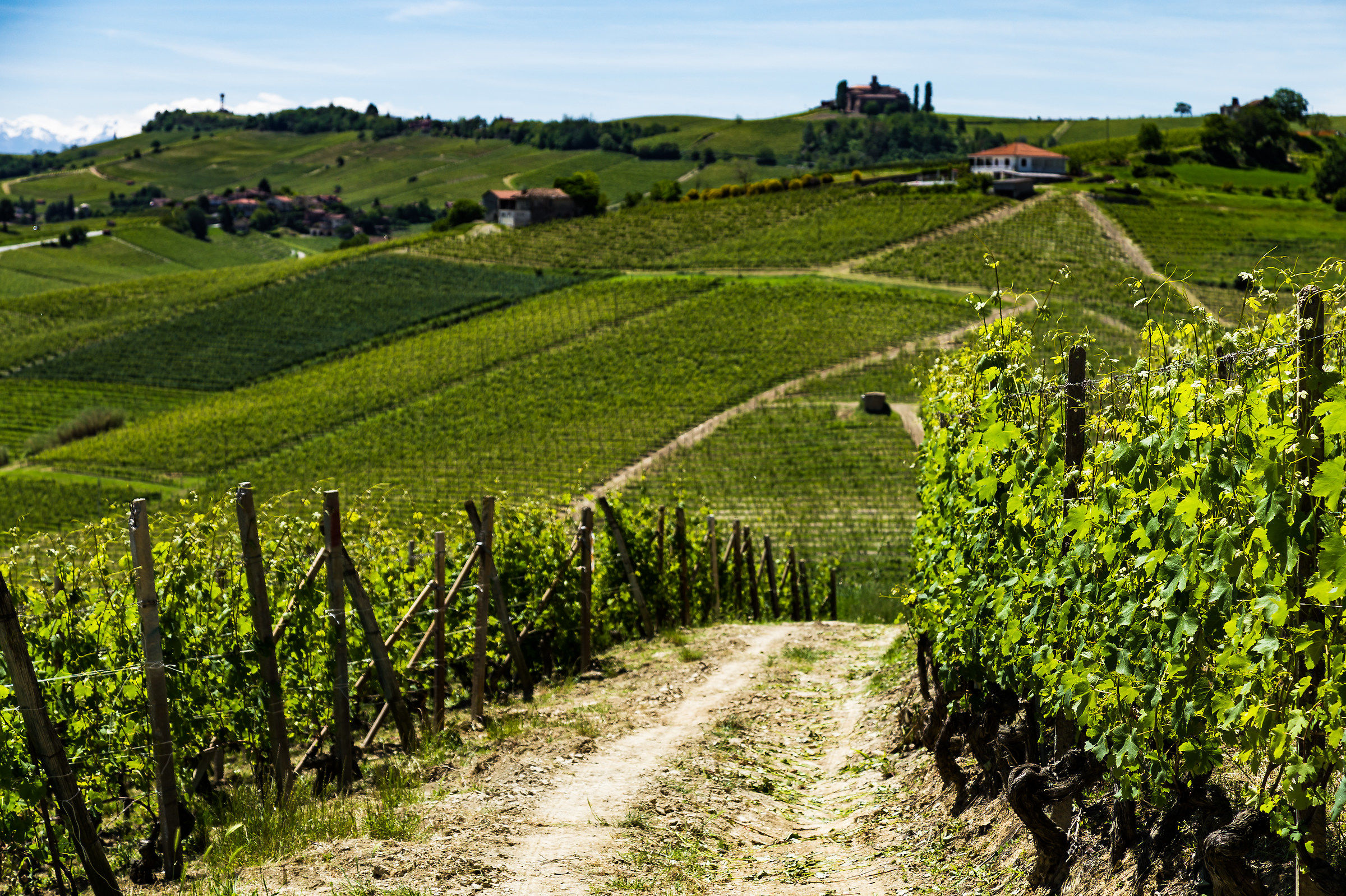 I vigneti del Barolo, La Morra