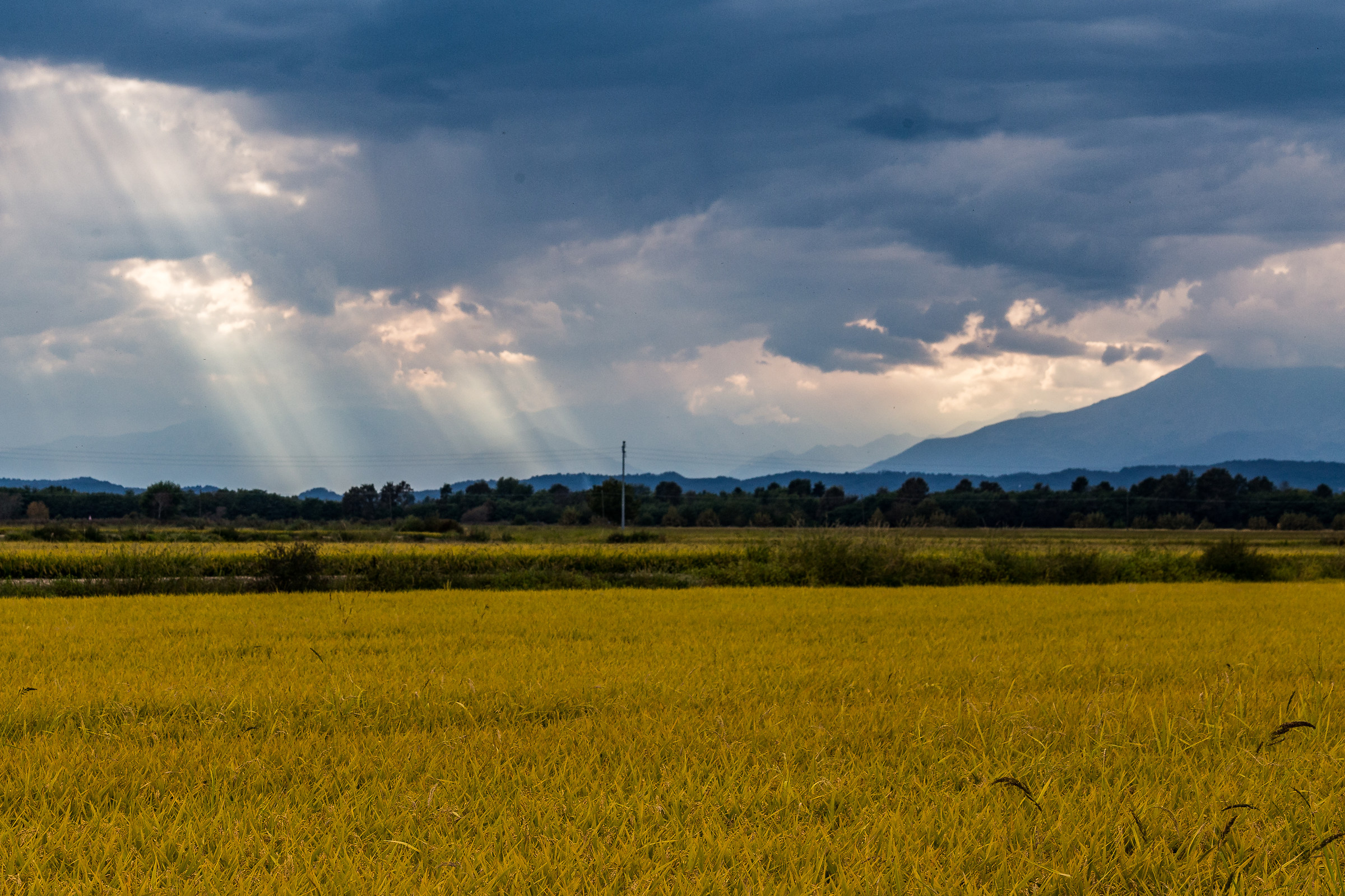 Pomeriggio nelle risaie, Vercelli