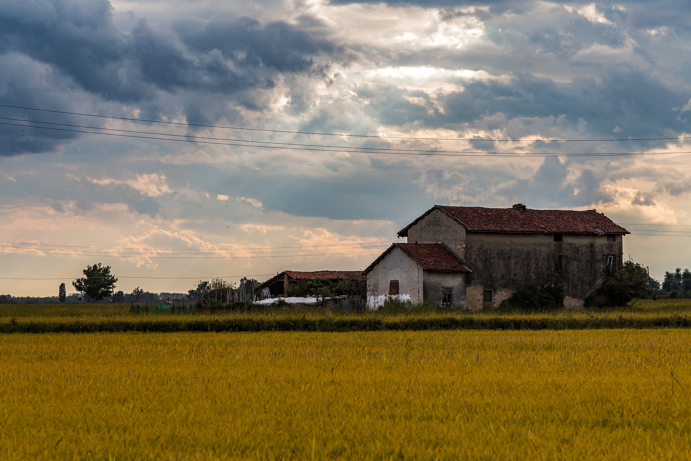 Pomeriggio nelle risaie, Vercelli