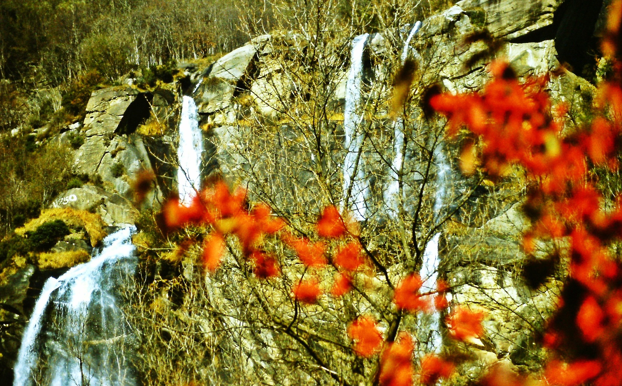 359 - multiple chiome - SO Val Bregaglia Piuro