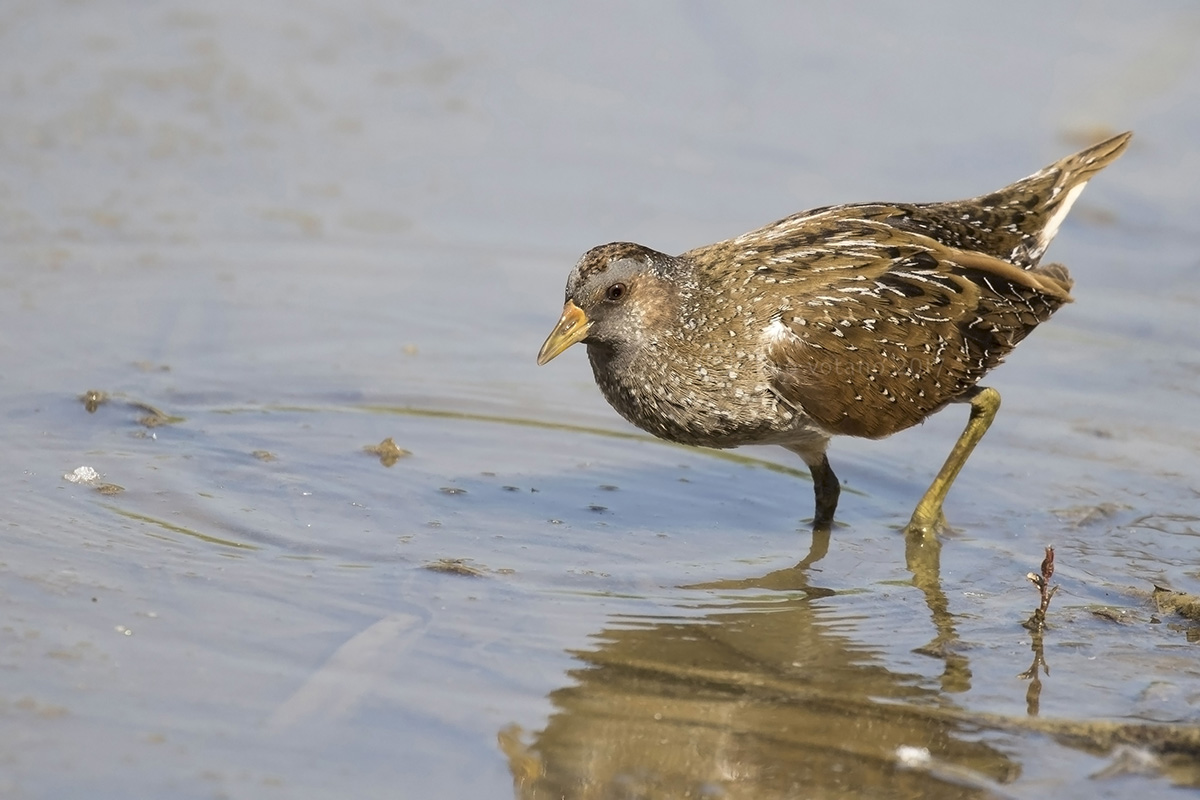 Voltolino (Pozzana,pozzana)