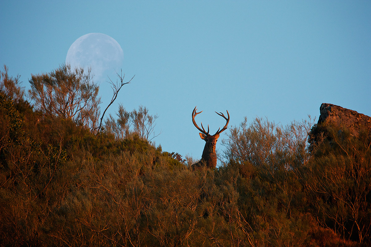 The wild moon