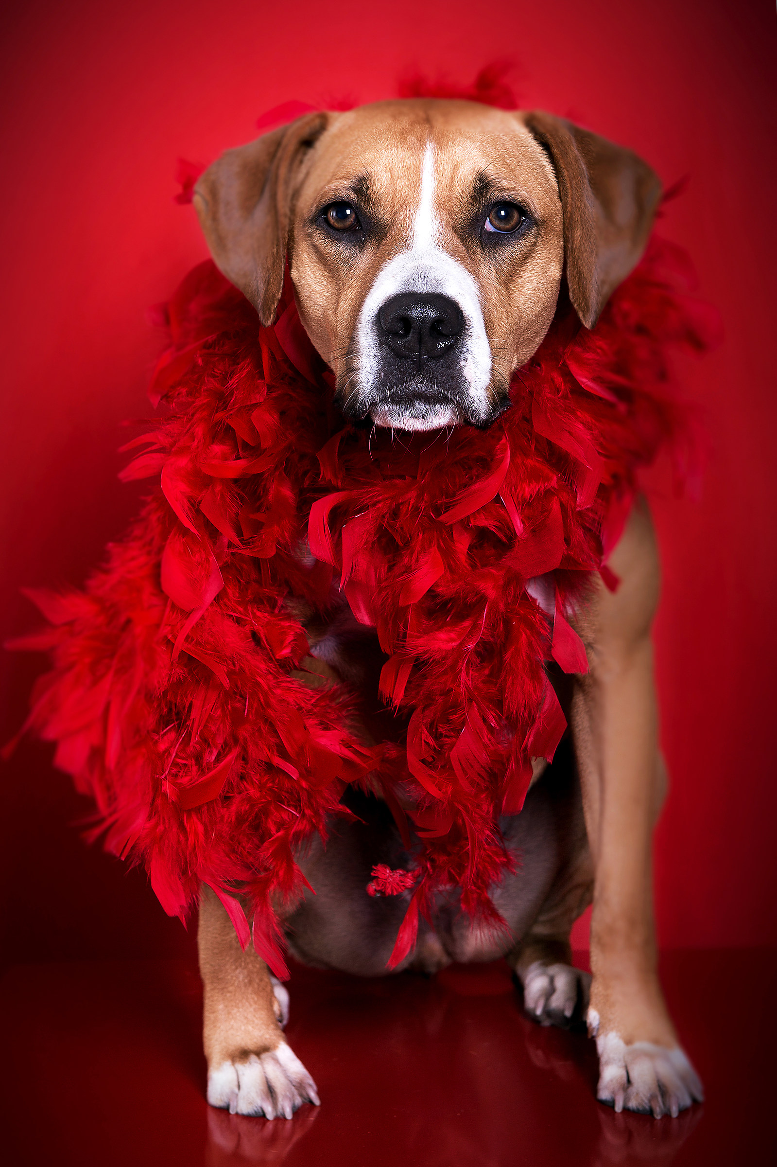 dog in red