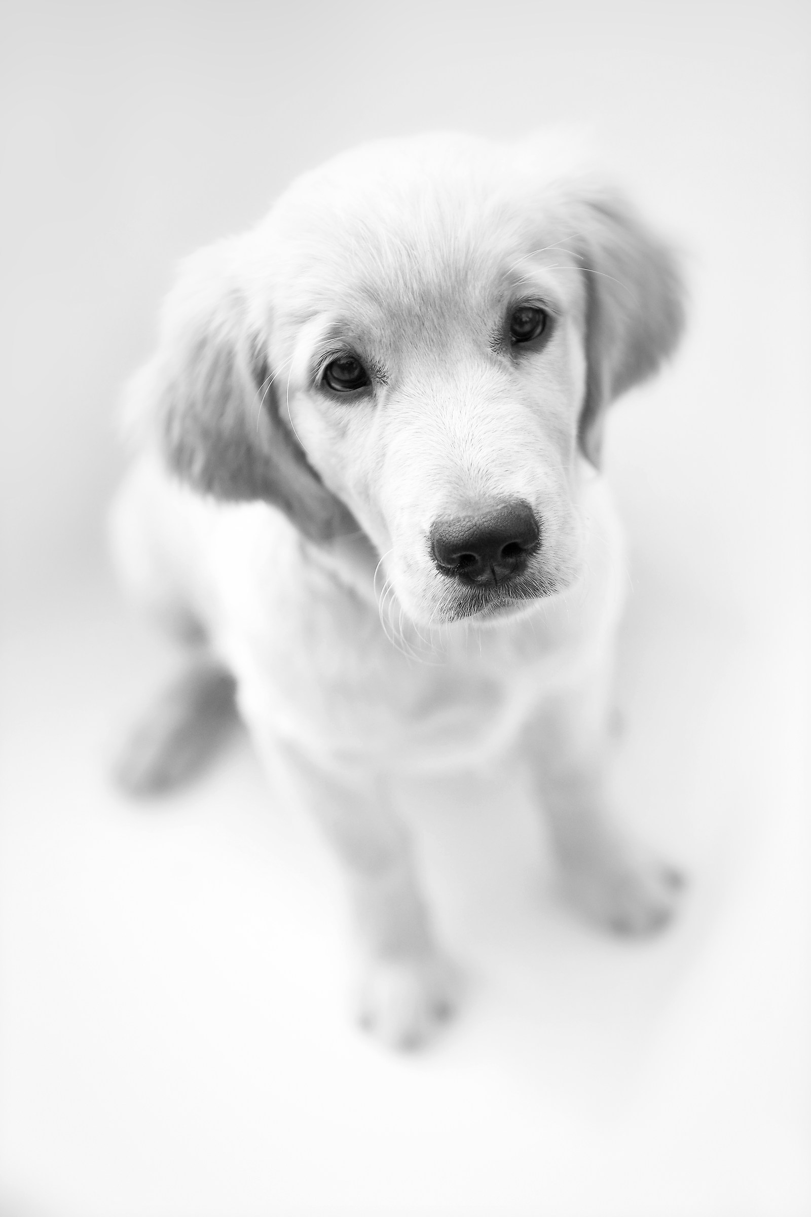 little golden retriever