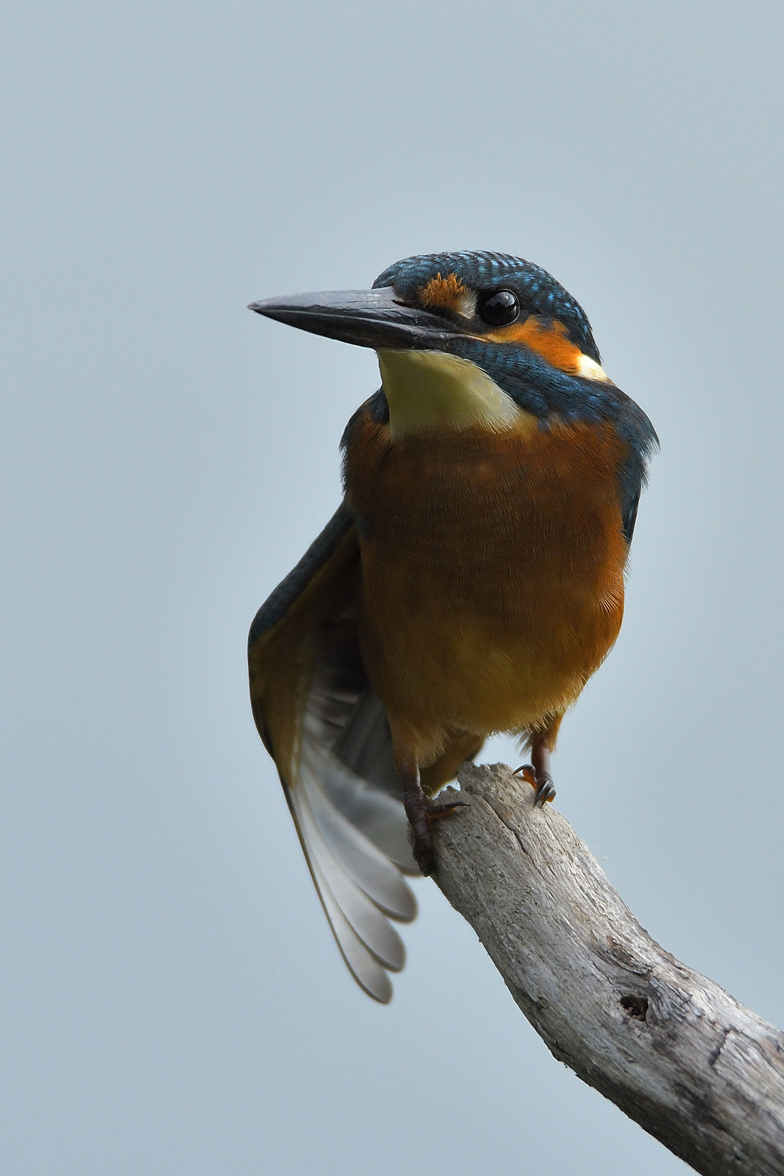 Martin fisherman - August 2017 in Sant'Albano Stura (sv)