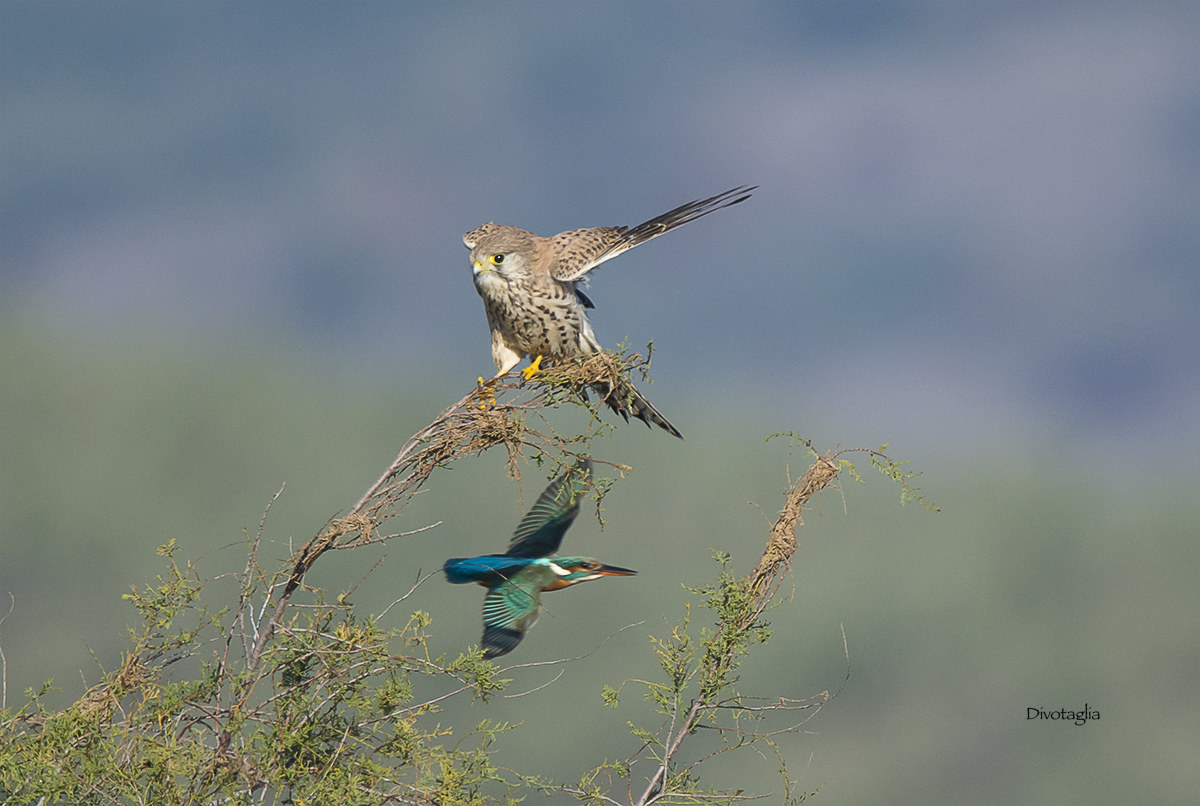 The kestrel and martin