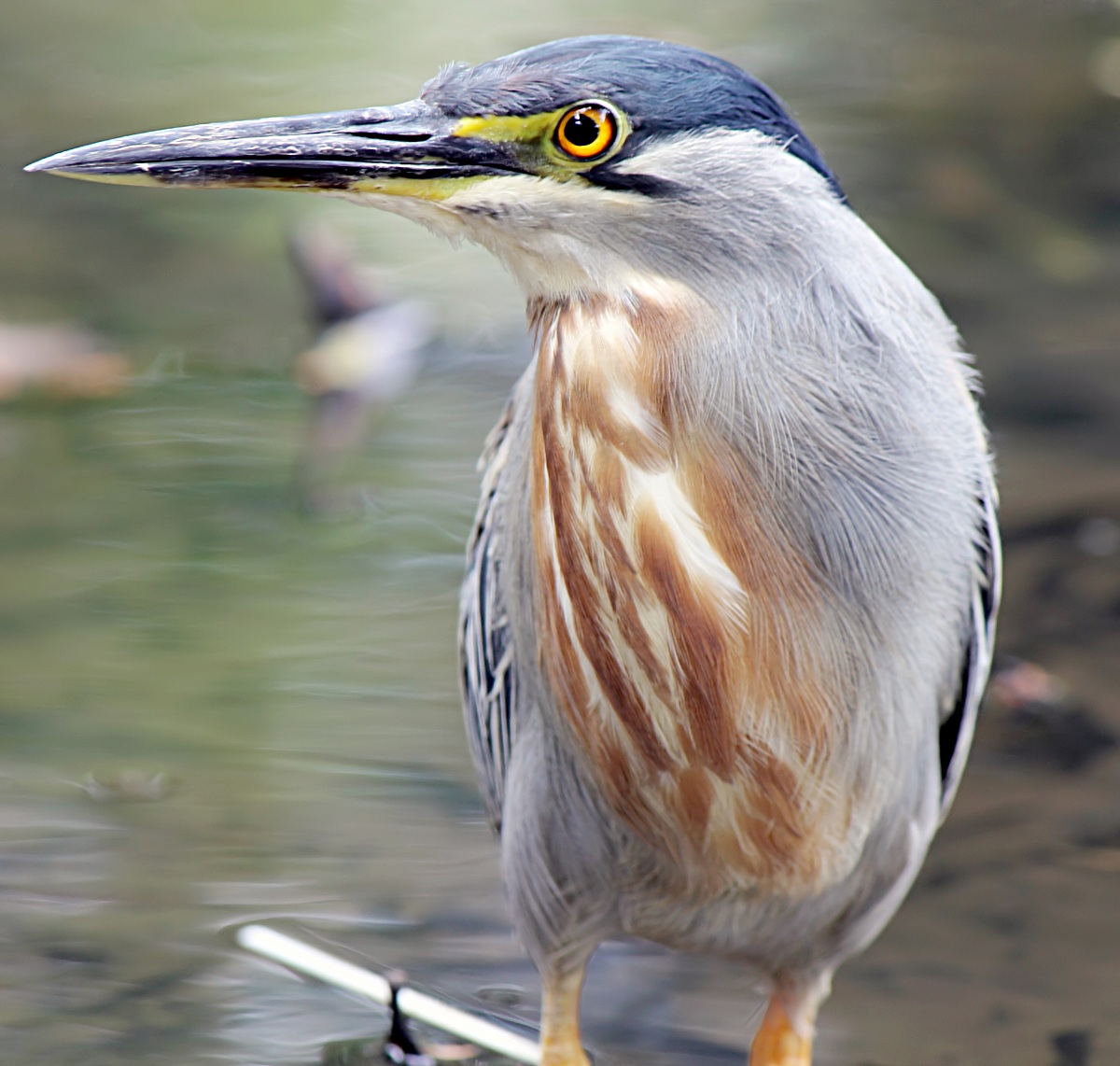 Green Heron 2