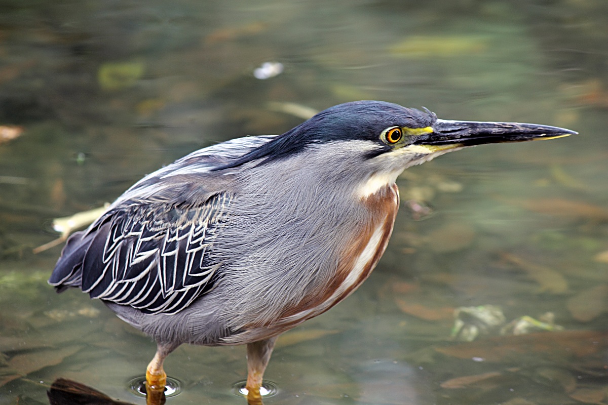 Green Heron 2