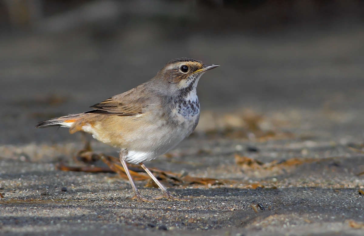 Bluethroat