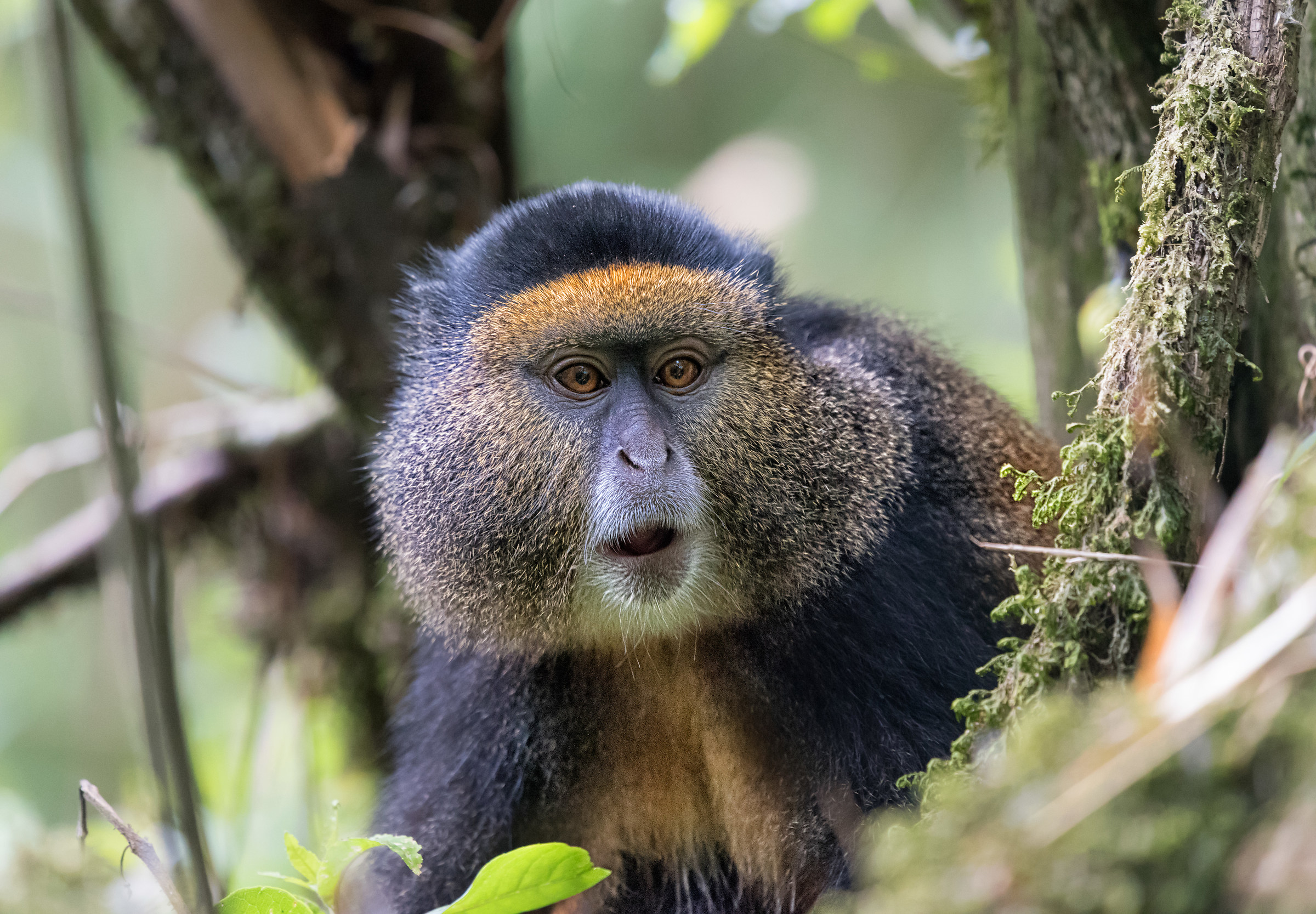 Golden Monkey,Uganda.