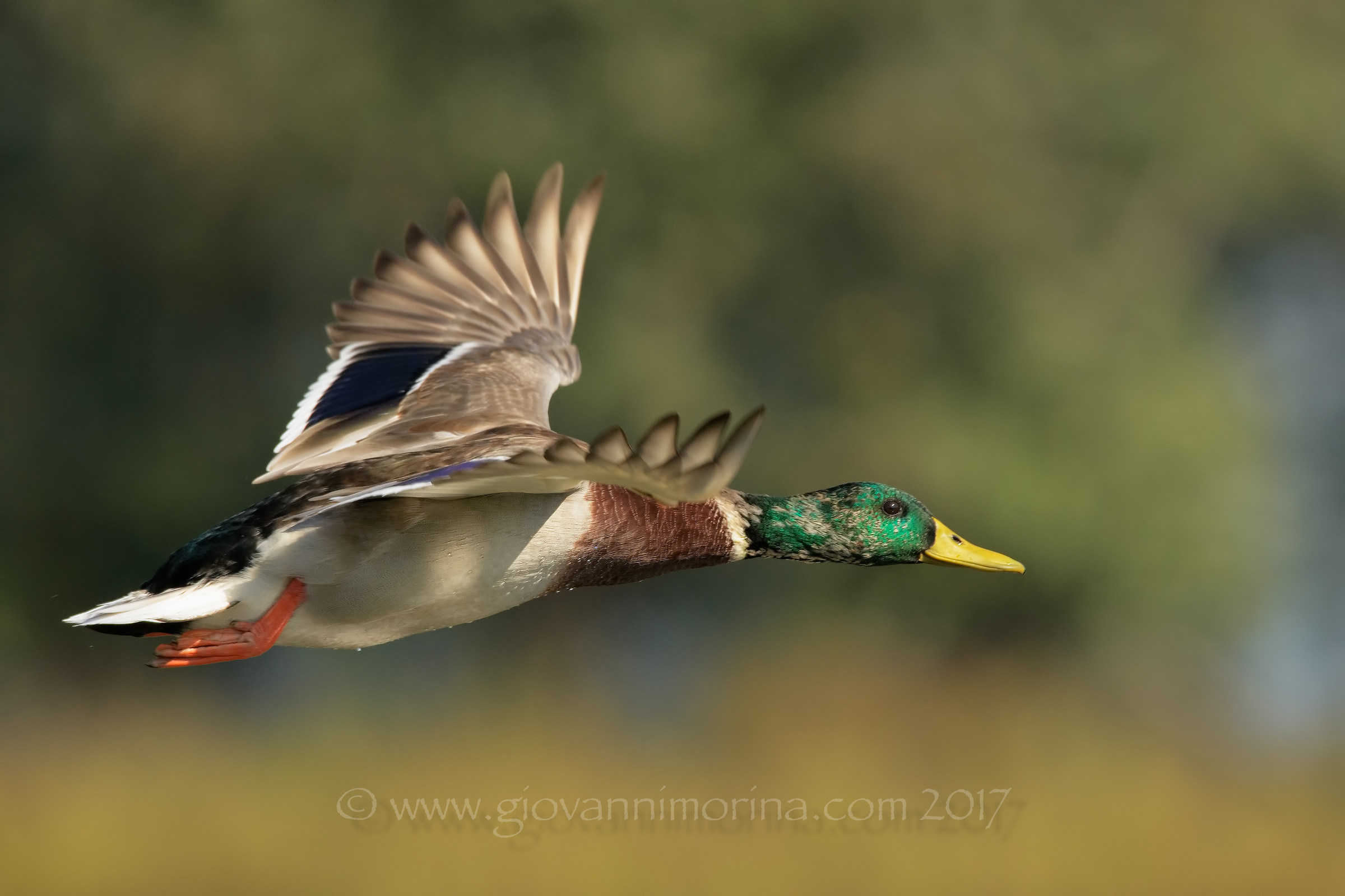 The young man's flight