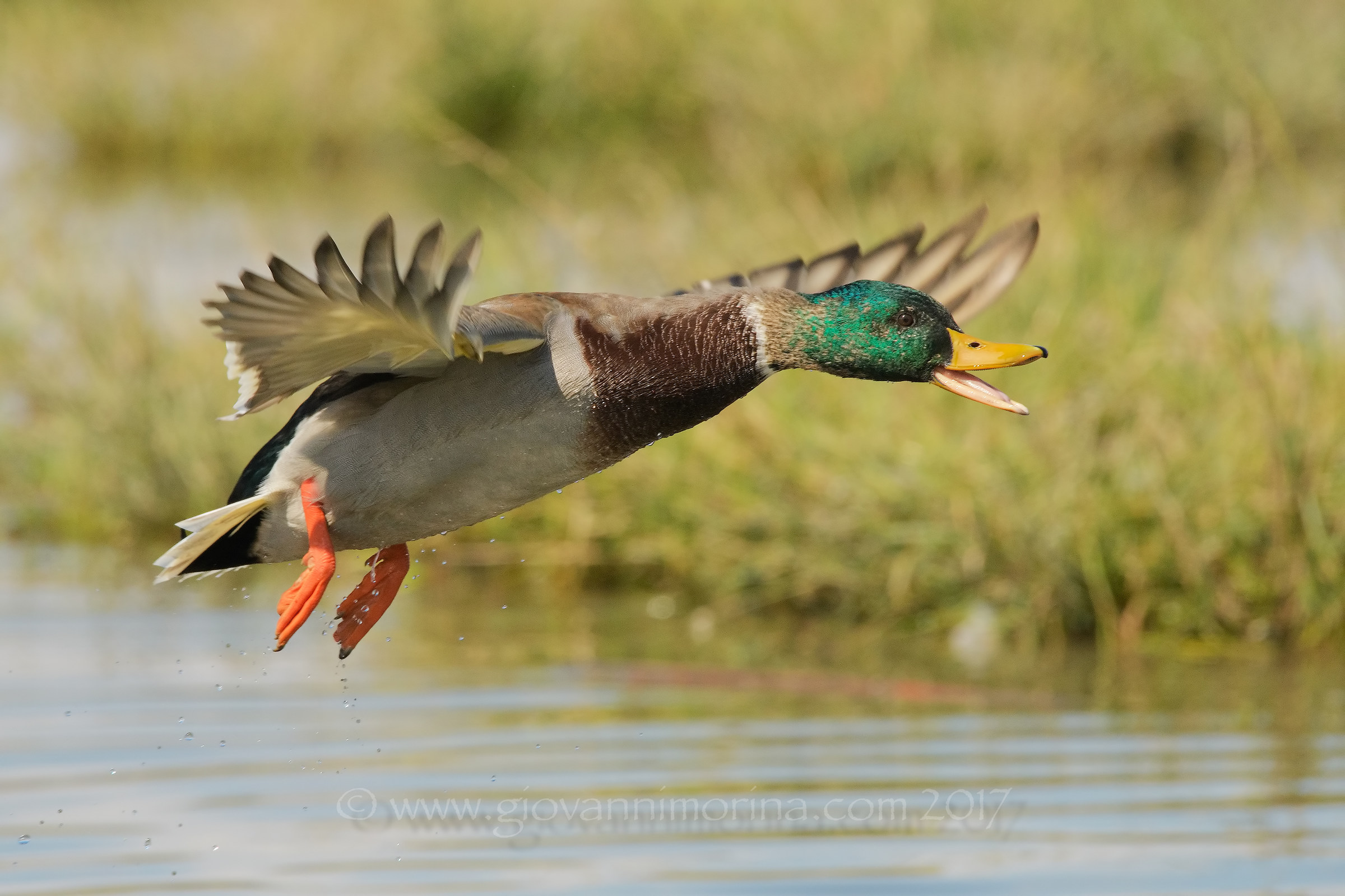 Young angry little girl