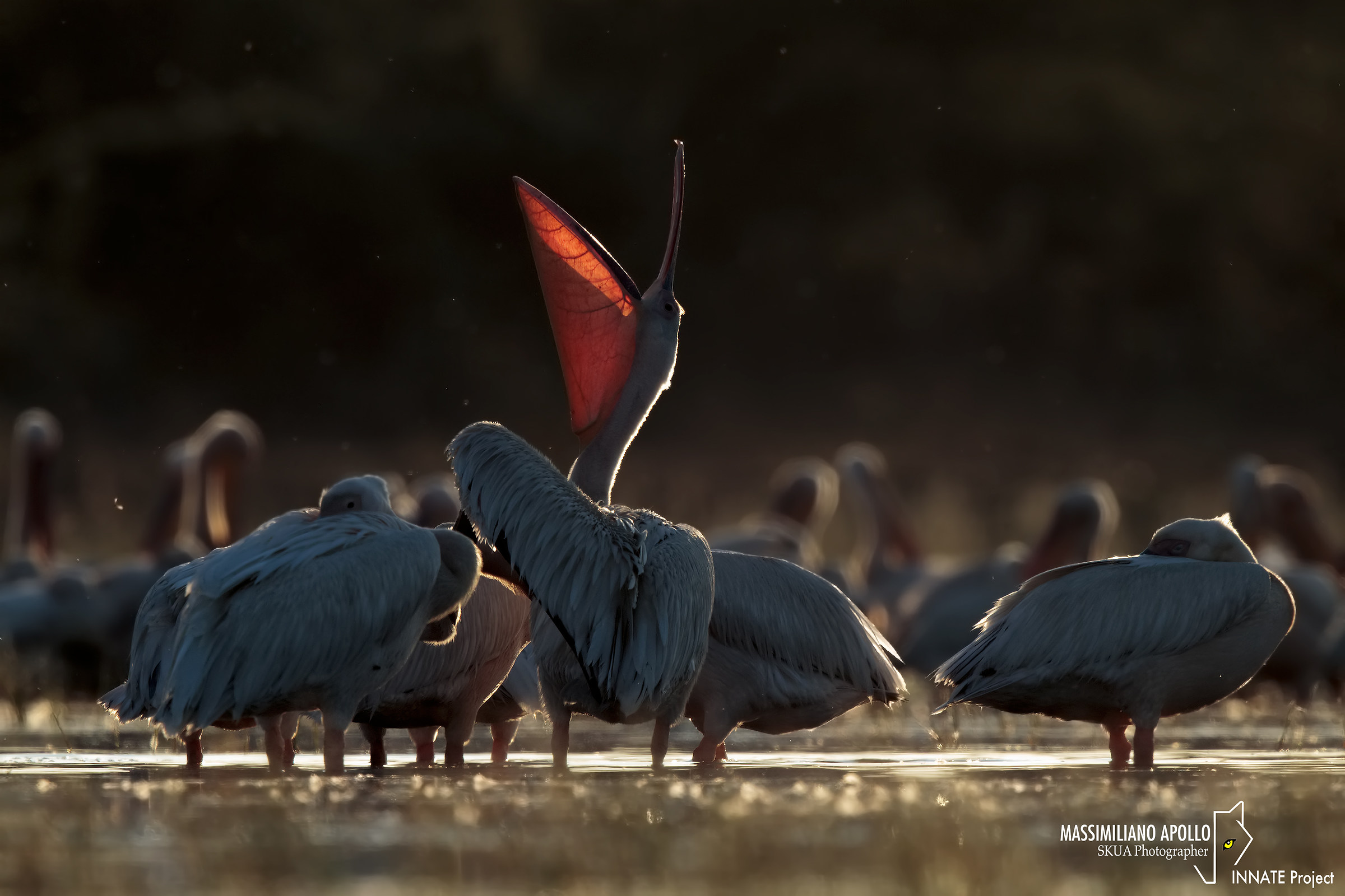 greetings to the sun ...