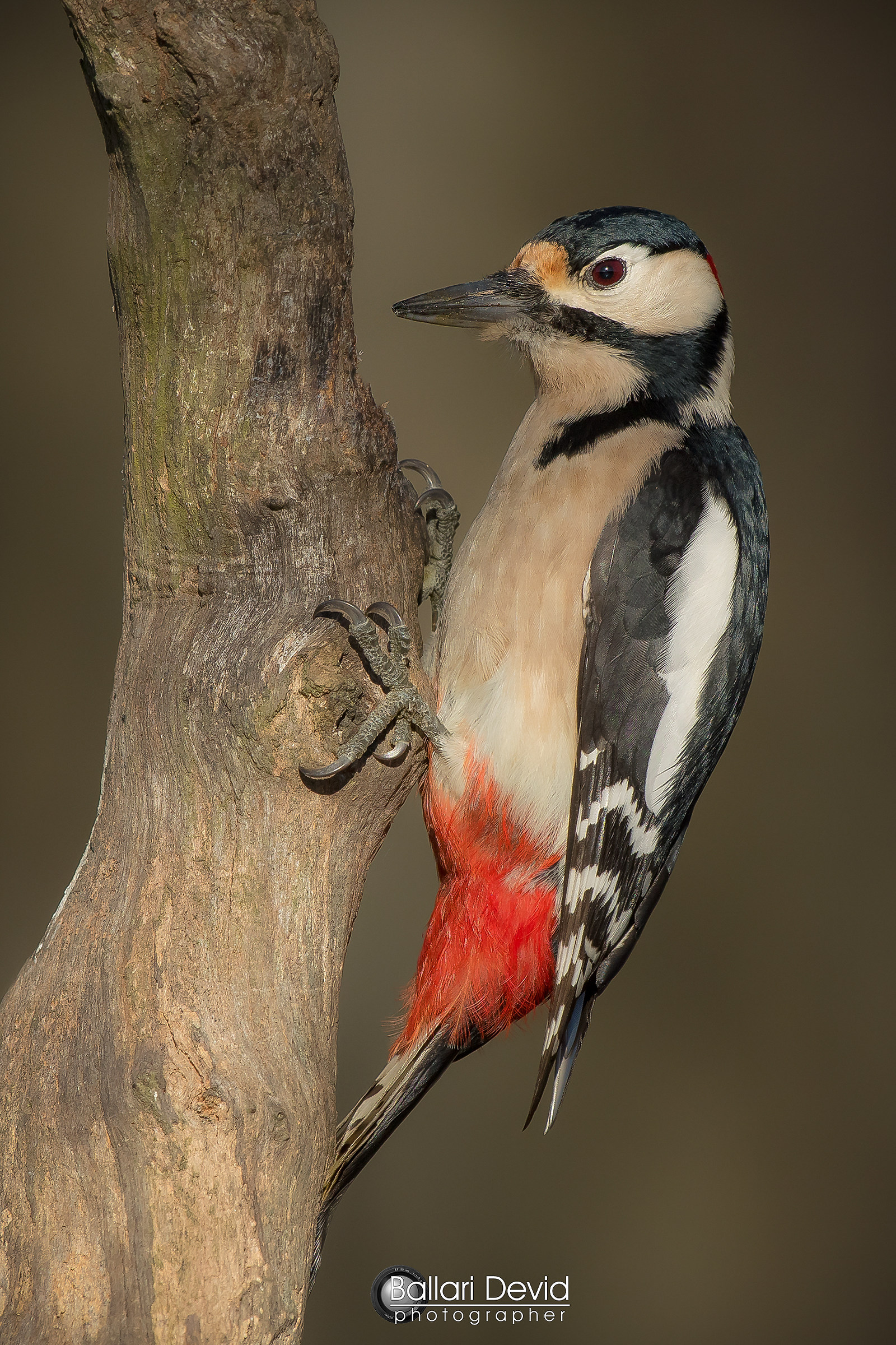 big red woodpecker