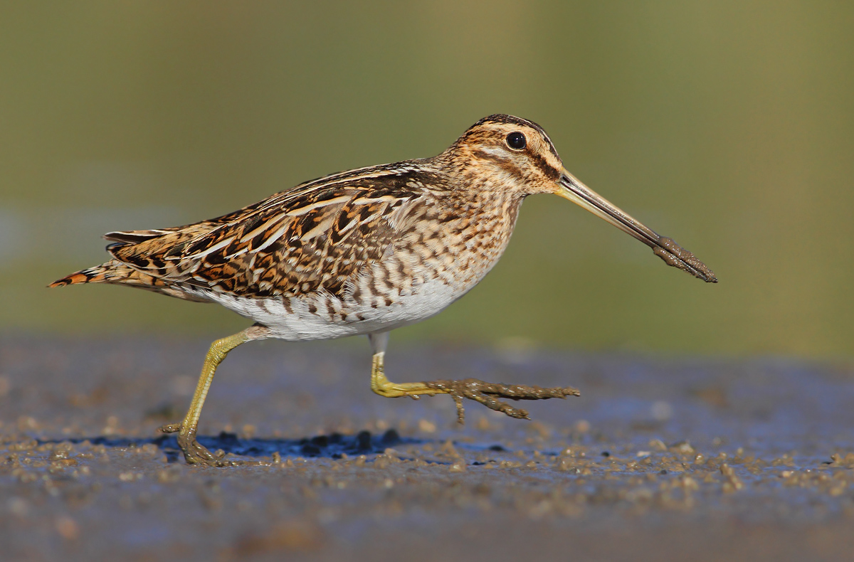 Snipe
