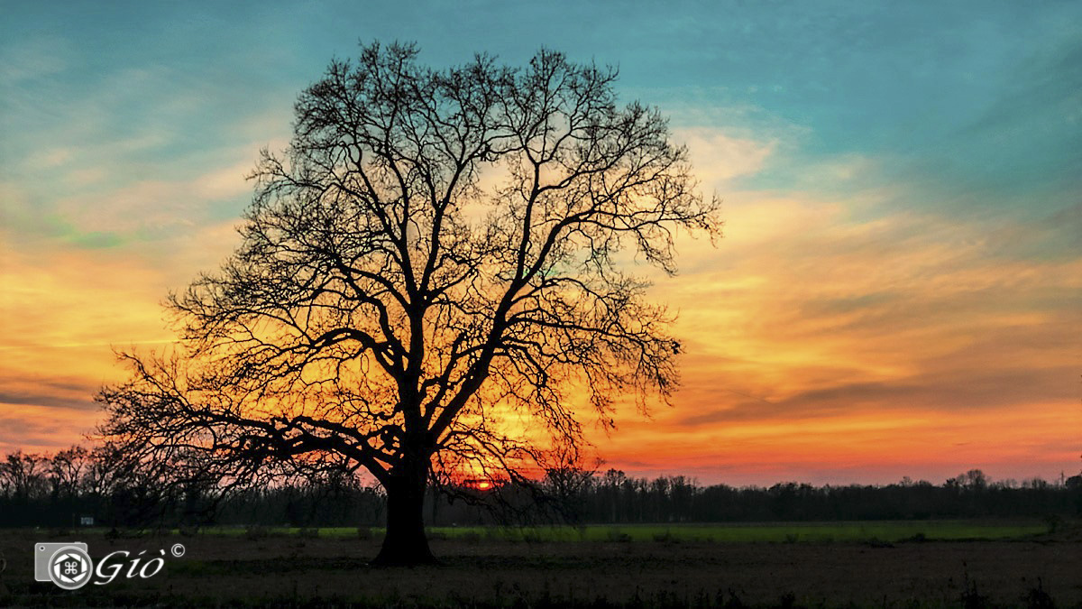 Oak: 250 years of sunsets