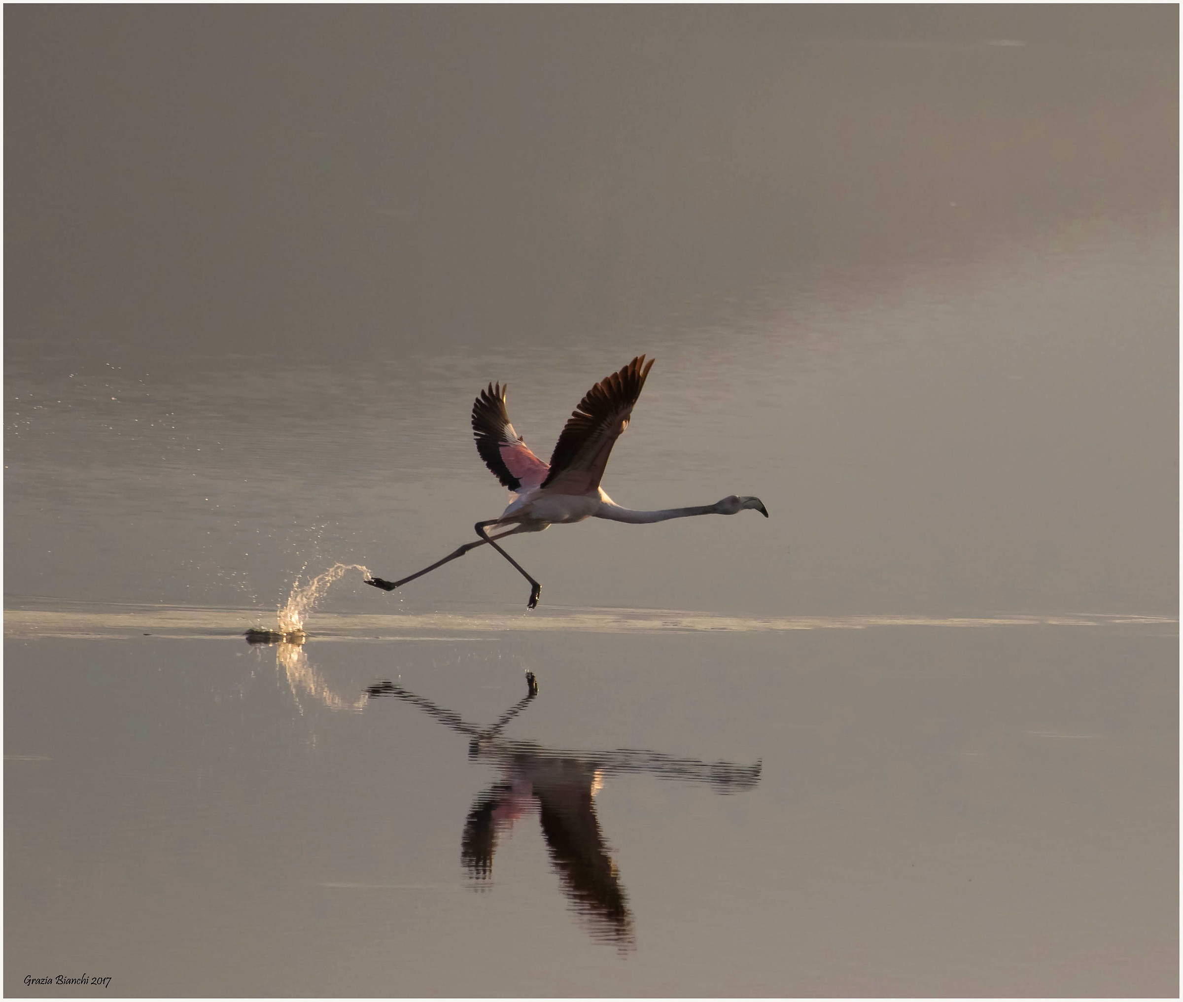 Flamingo - Maremma