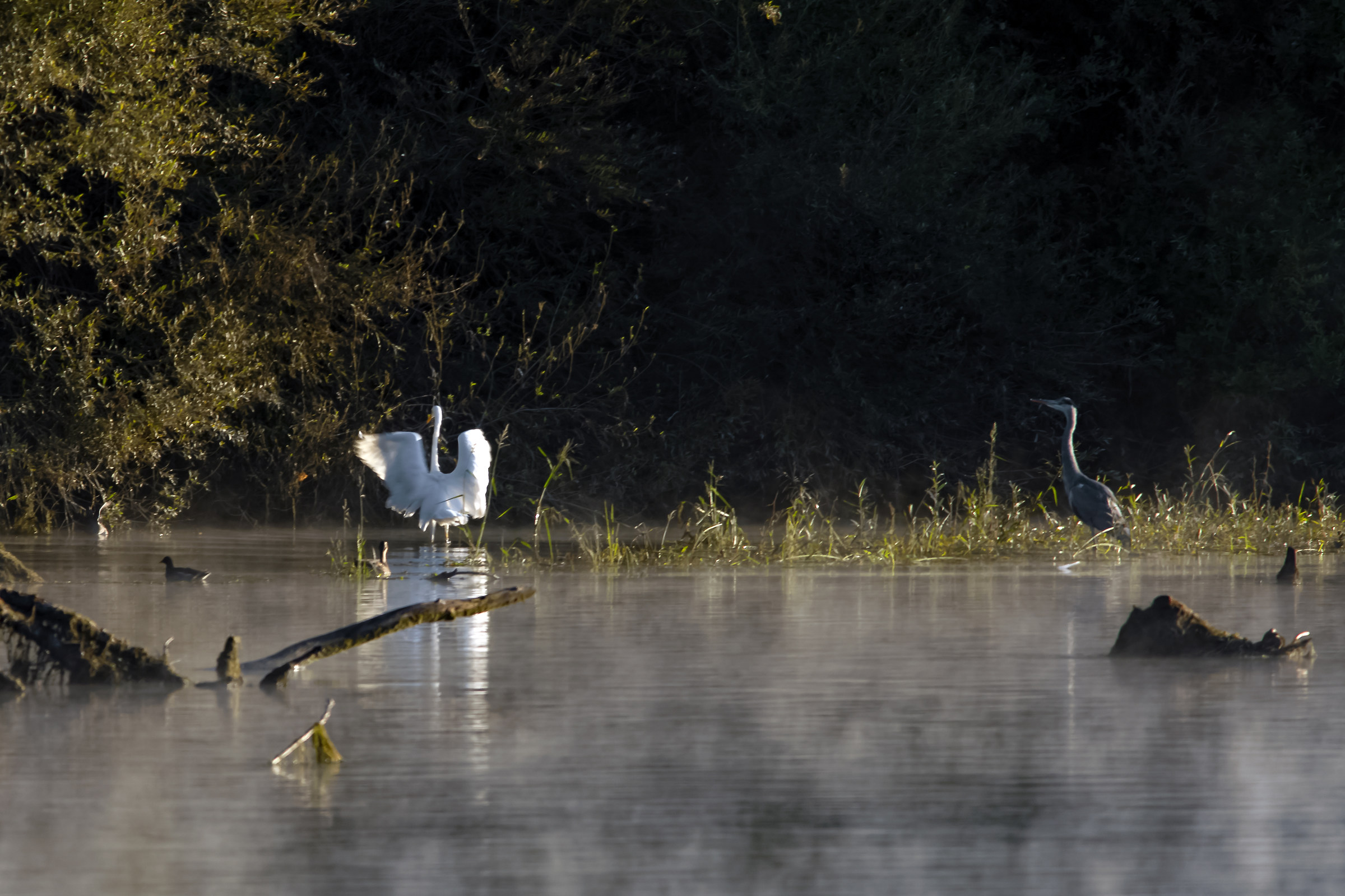 And the ducks are watching