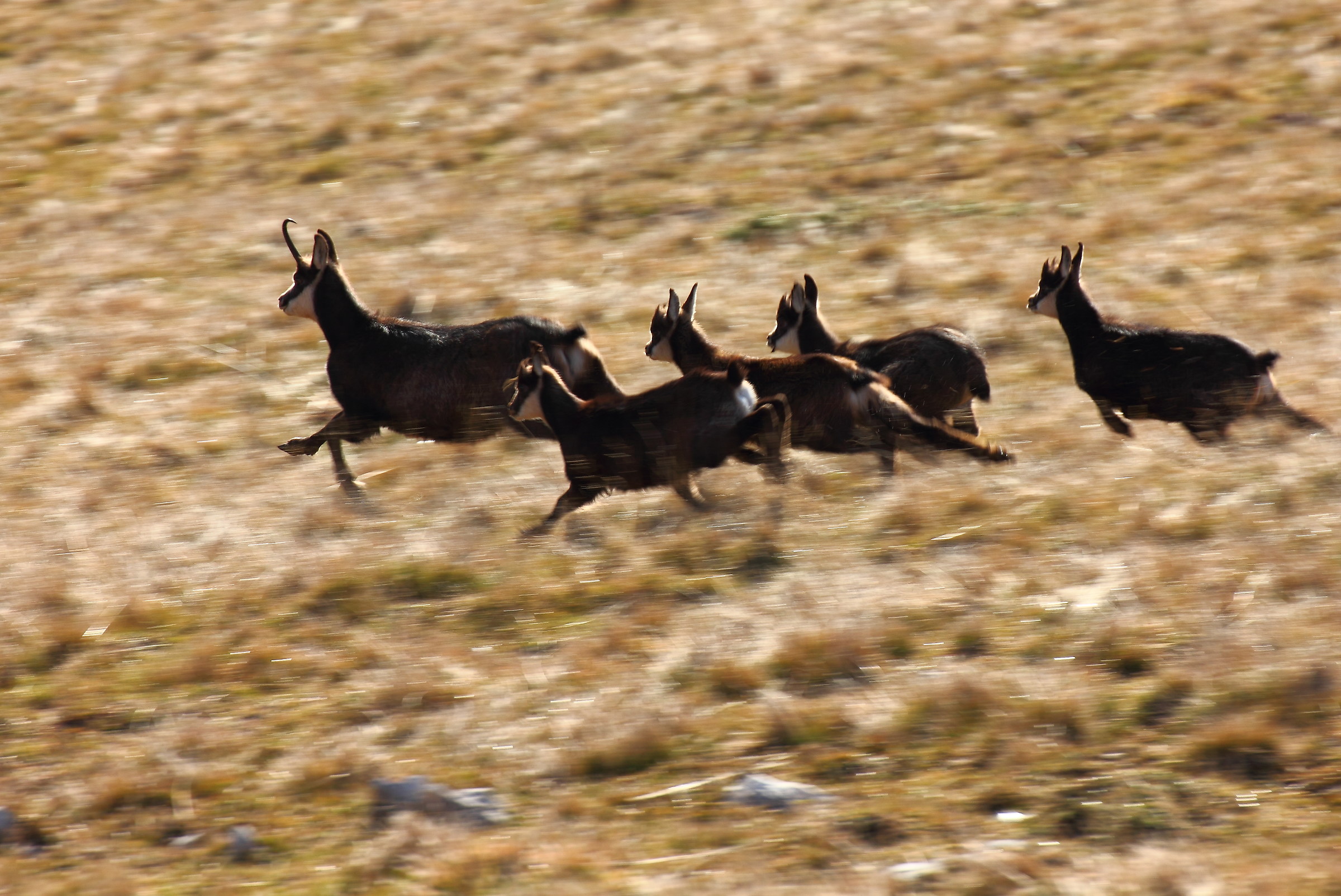 Mommy and parrots fleeing