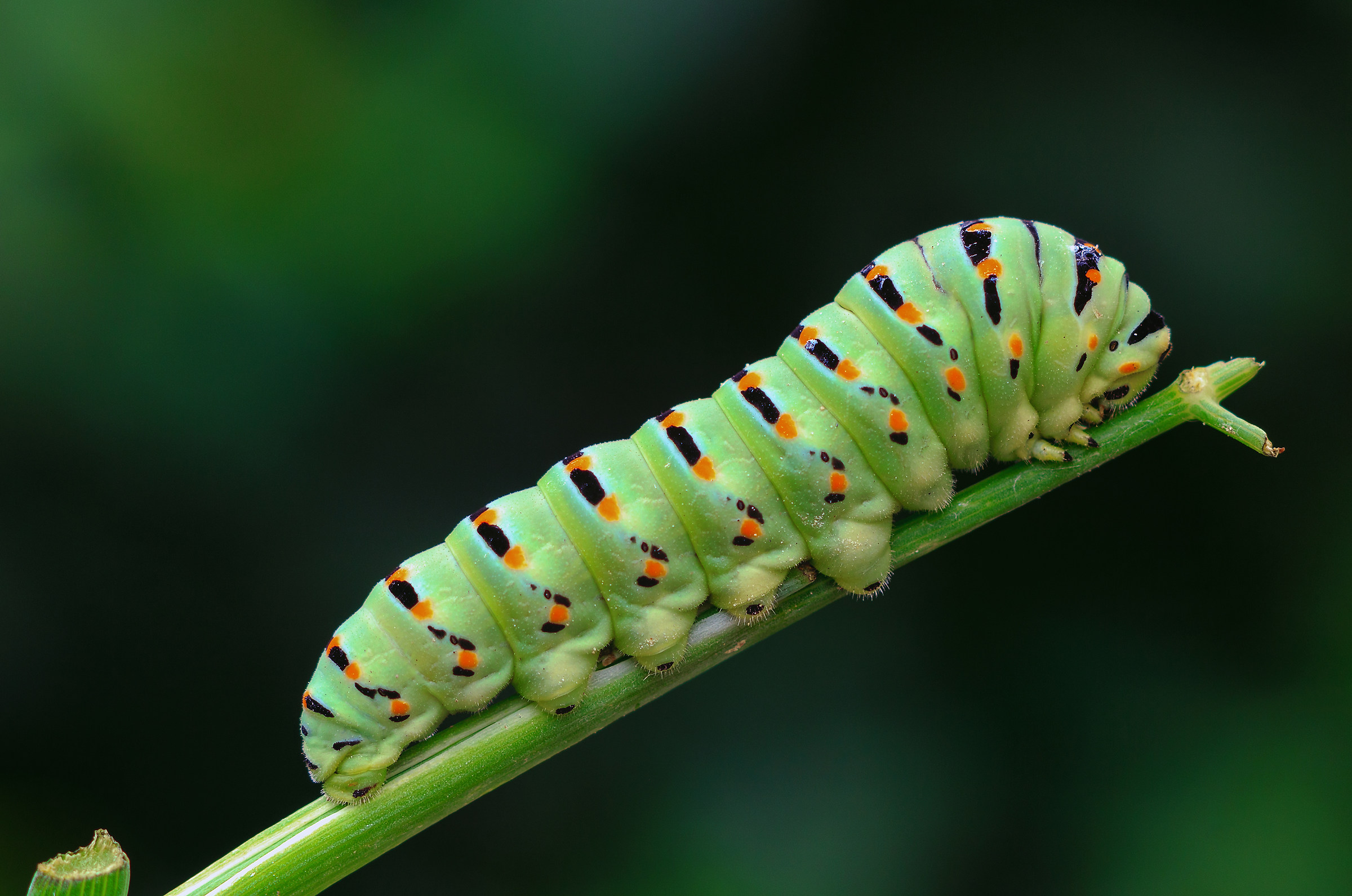 Macaone (Papilio machaon) su finocchietto selvatico