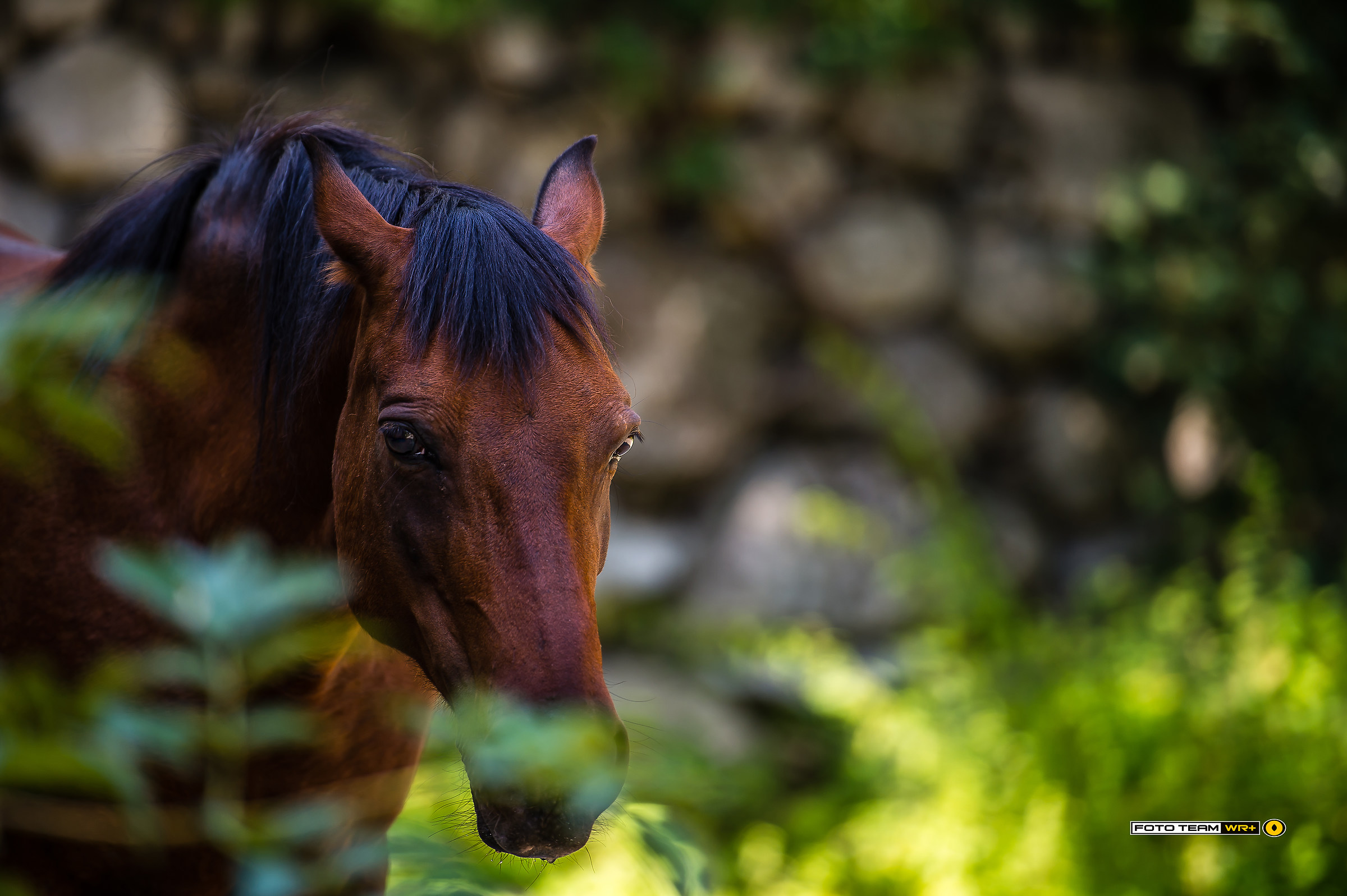 Il cavallo del laghetto di Varna