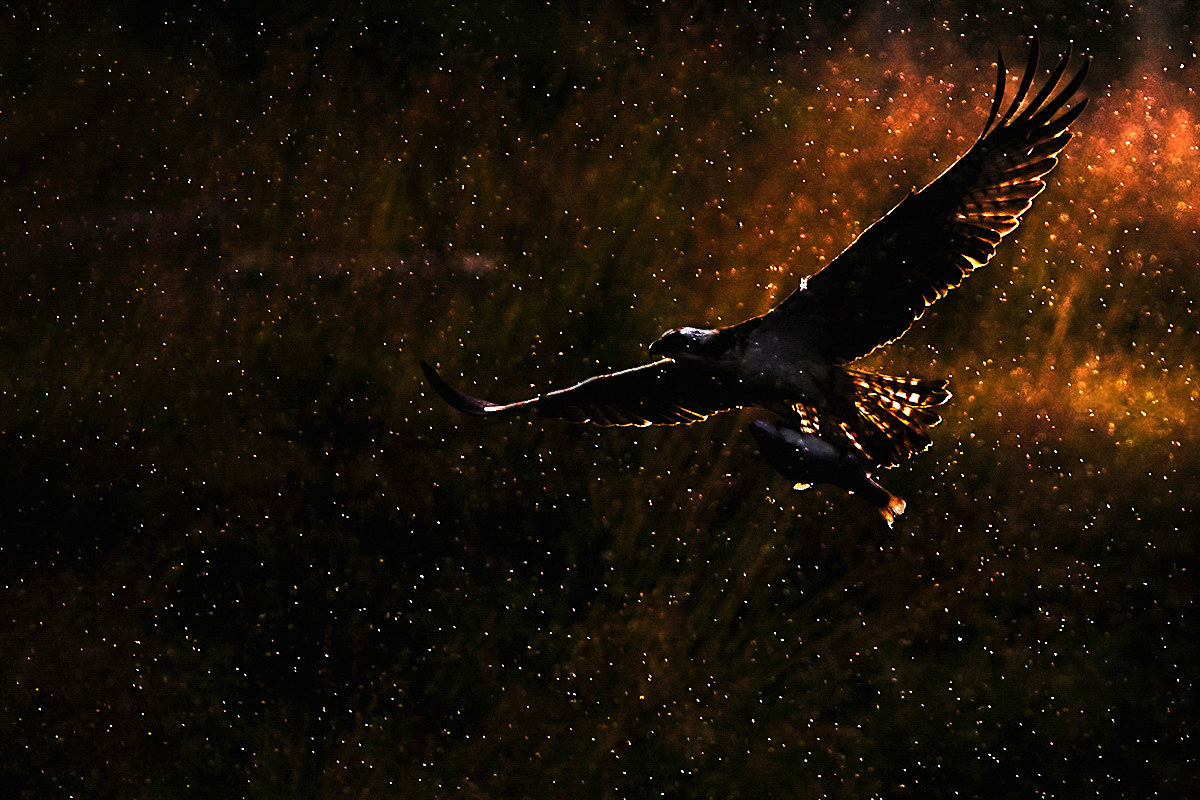 Between sun and rain (Osprey with prey)