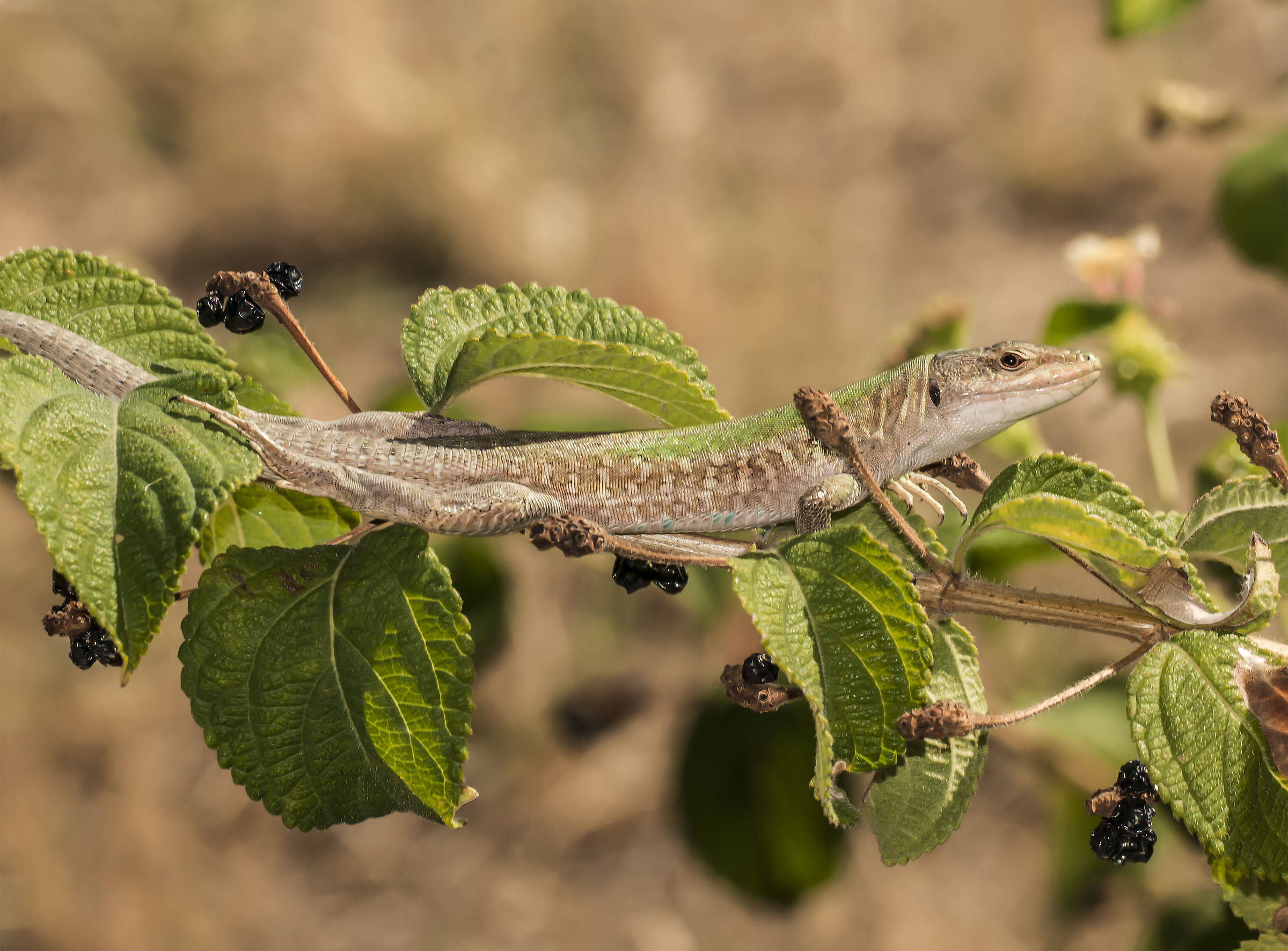 Podarcis sicula