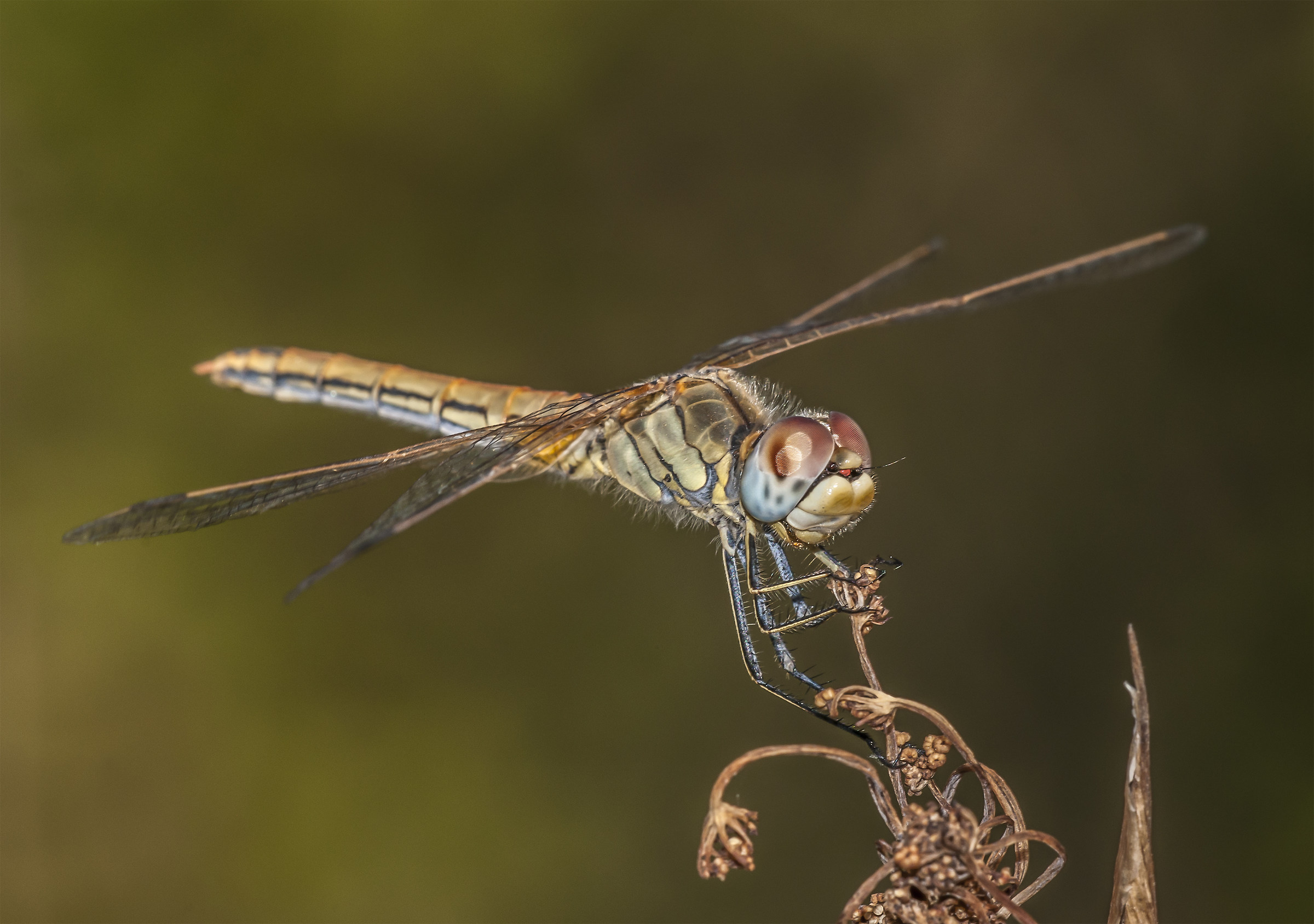 Dragonfly