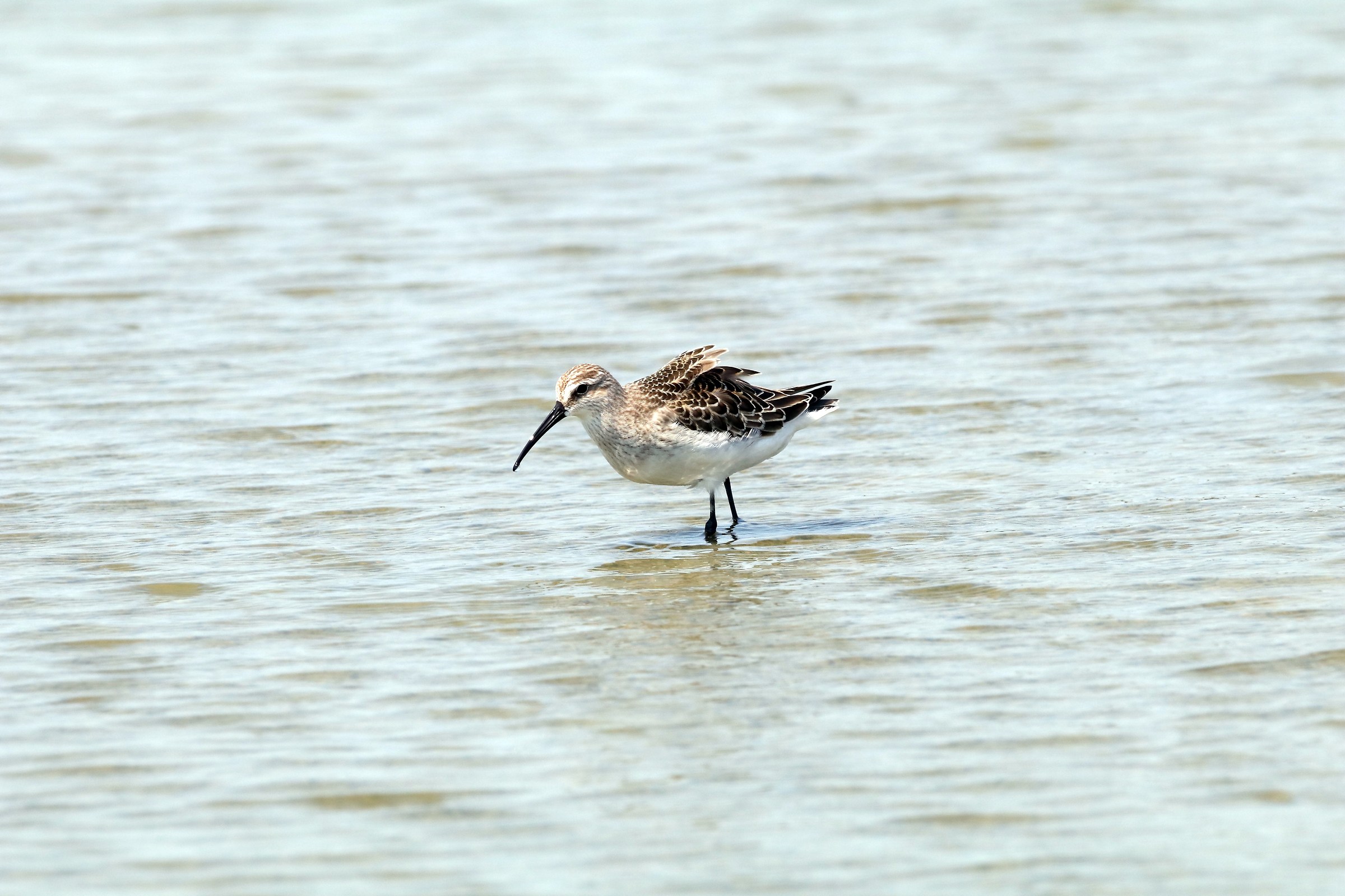 Curlew Sandpiper