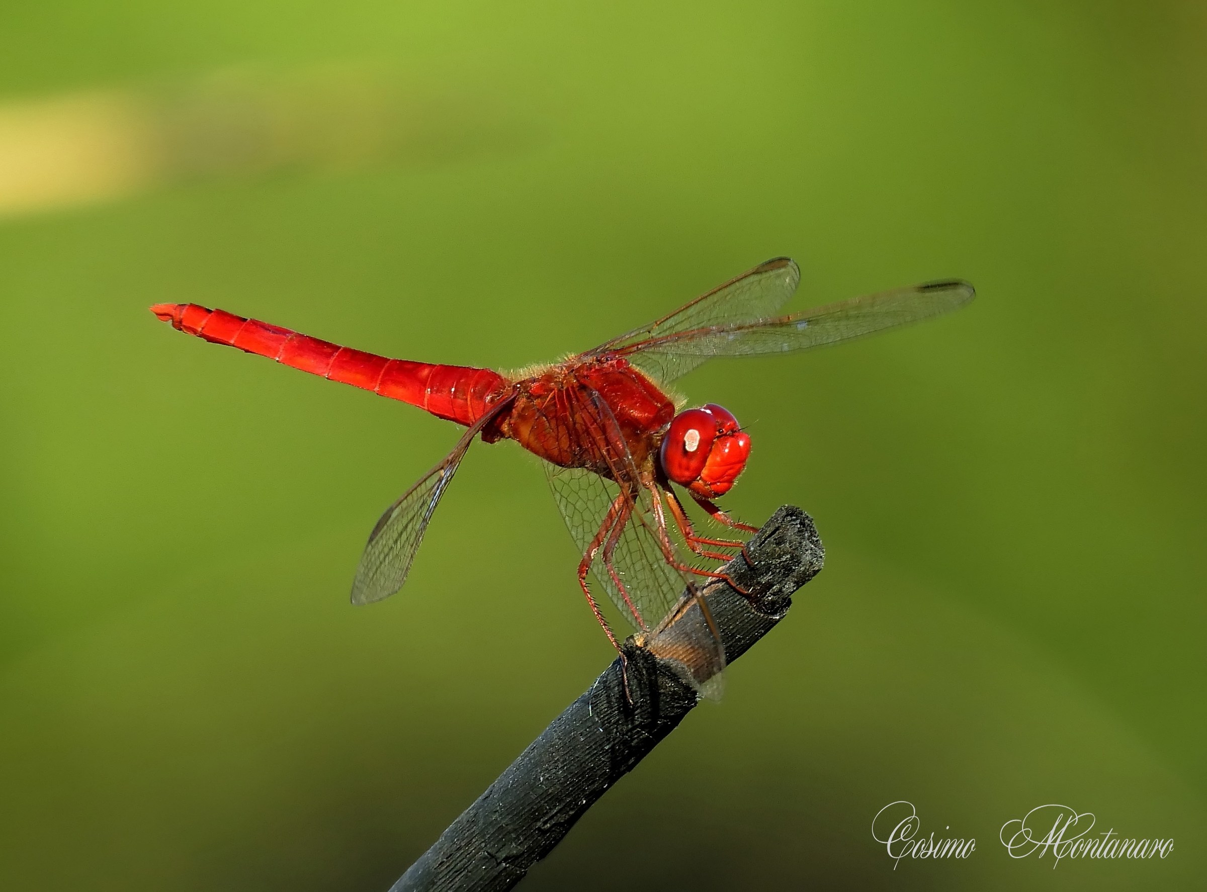 Crocothemis erythraea