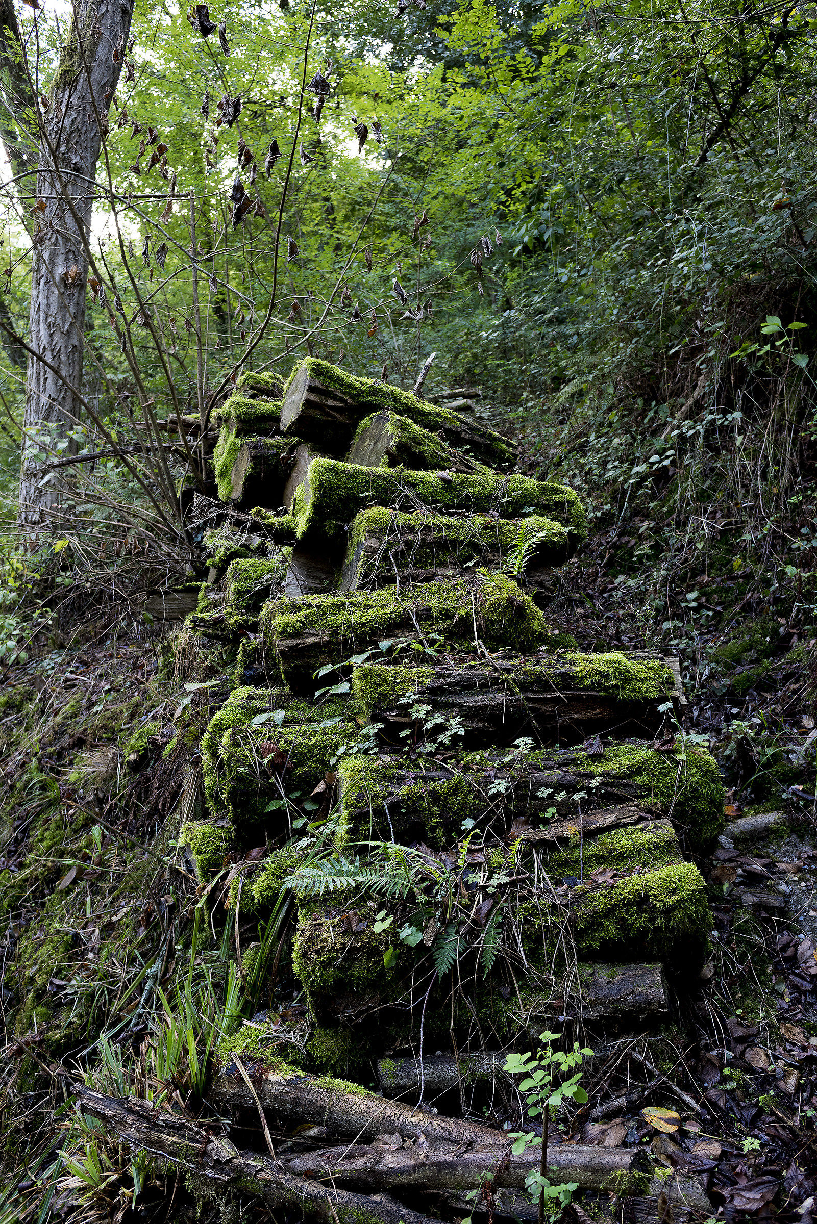 Legna con il muschio