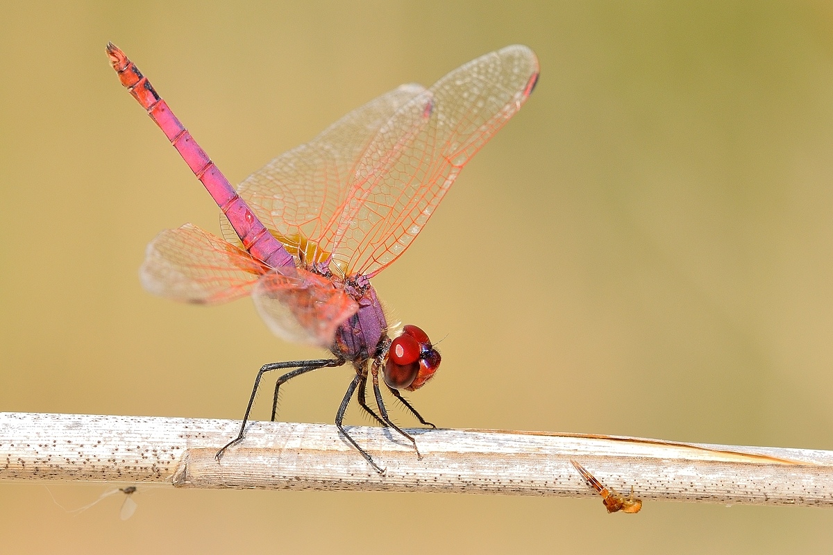 La Libellula e il ragno