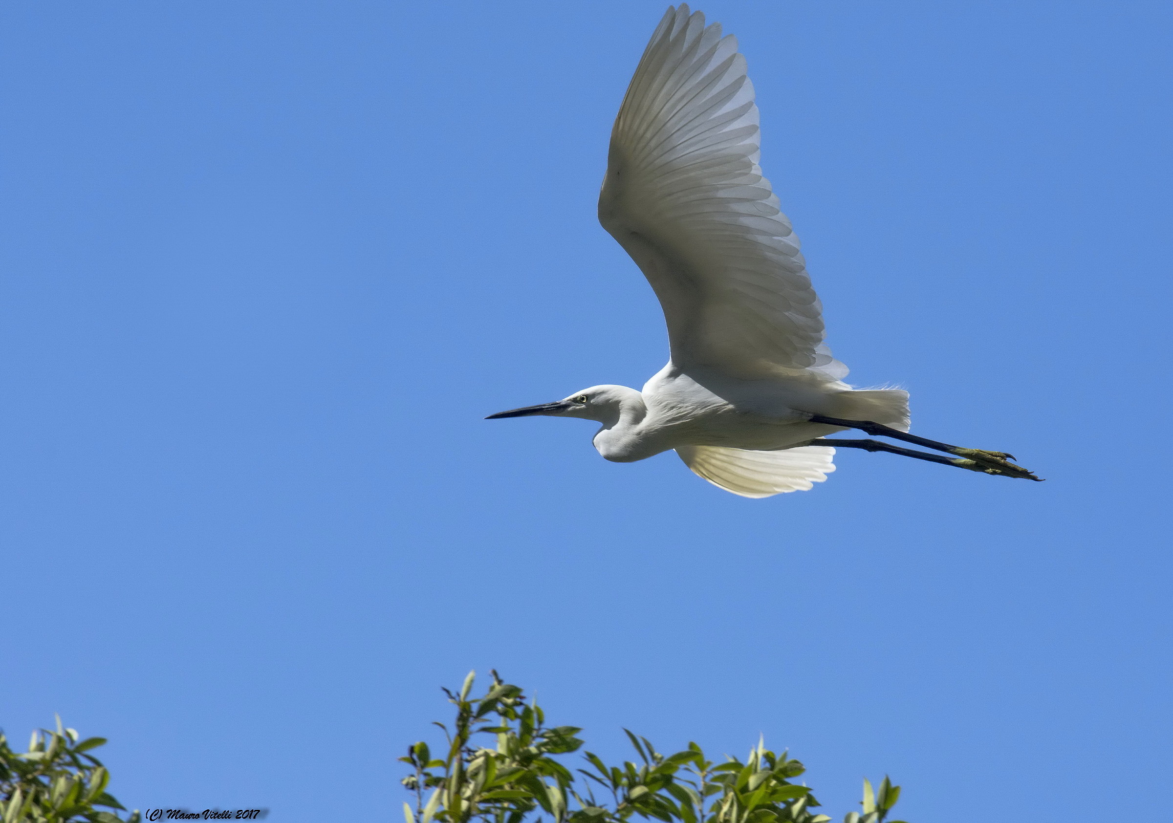 Garzetta (Egretta Garzetta)