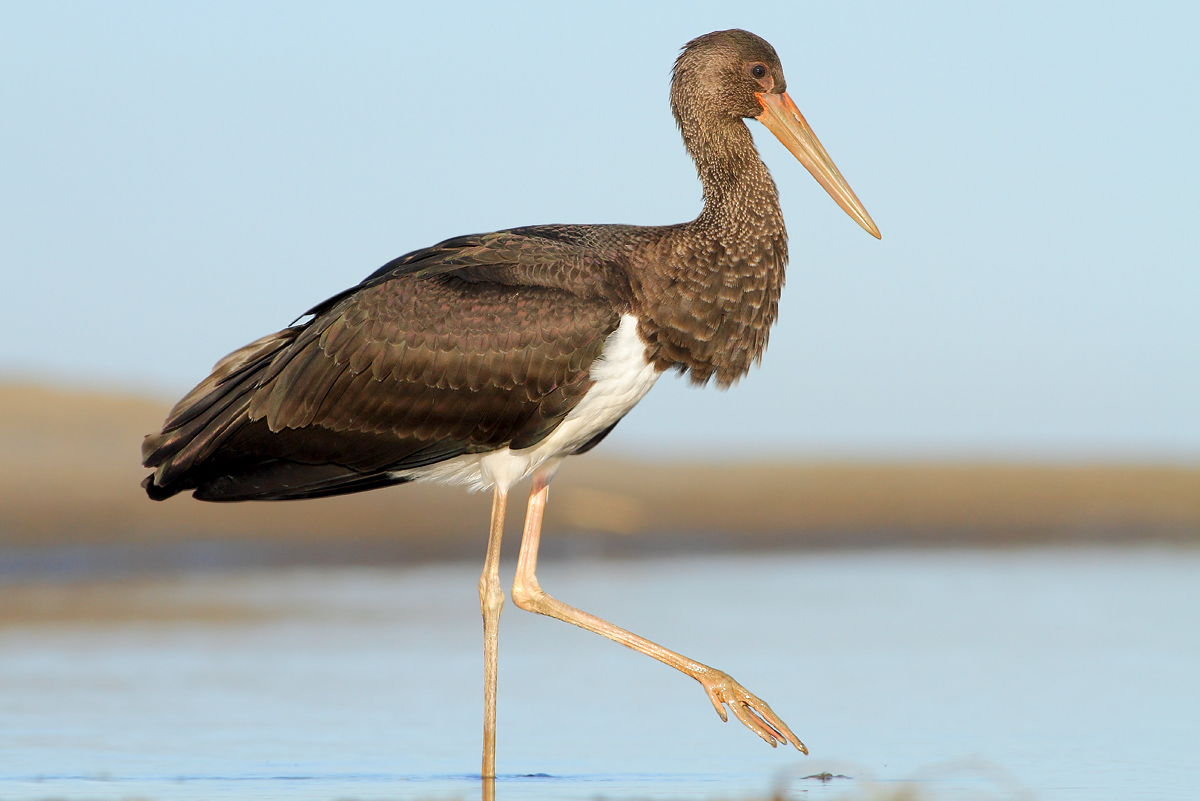 Black stork