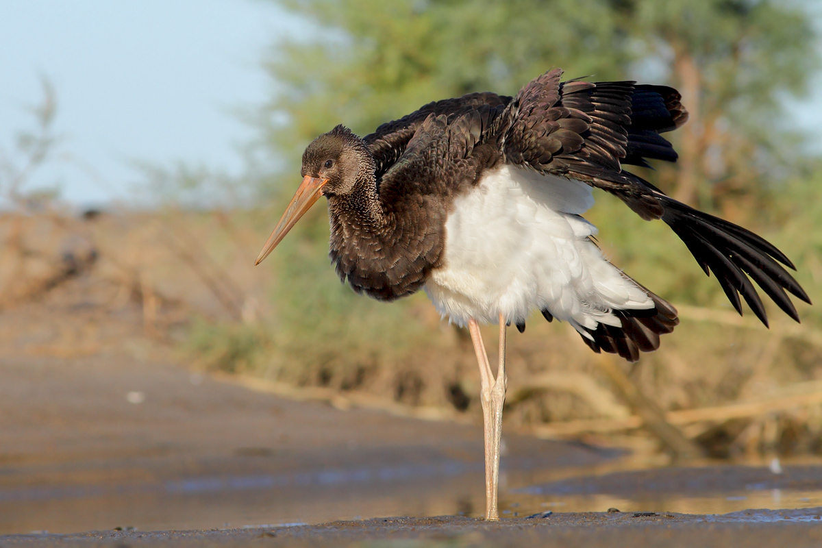 Black stork