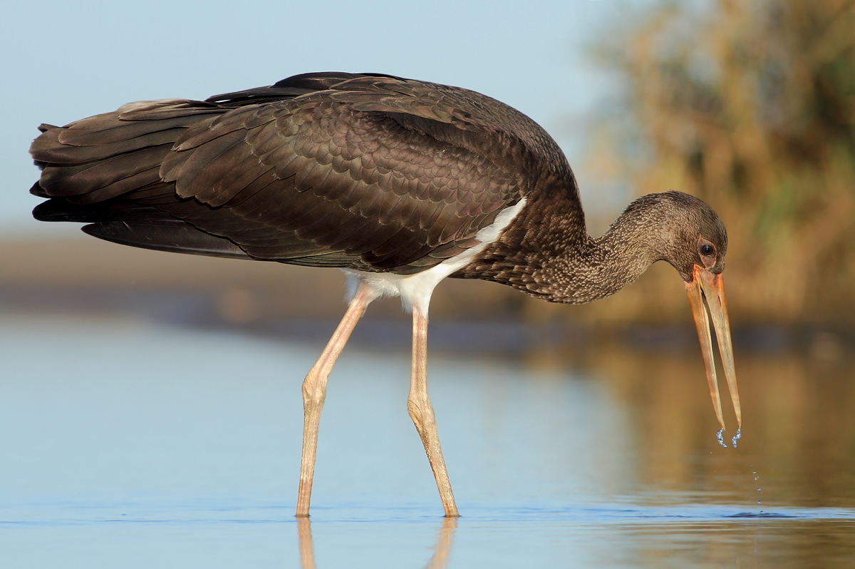 Black stork