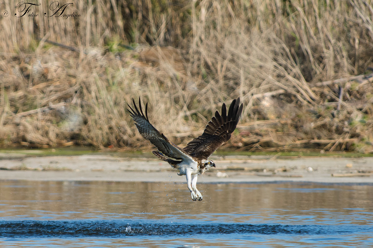 Osprey