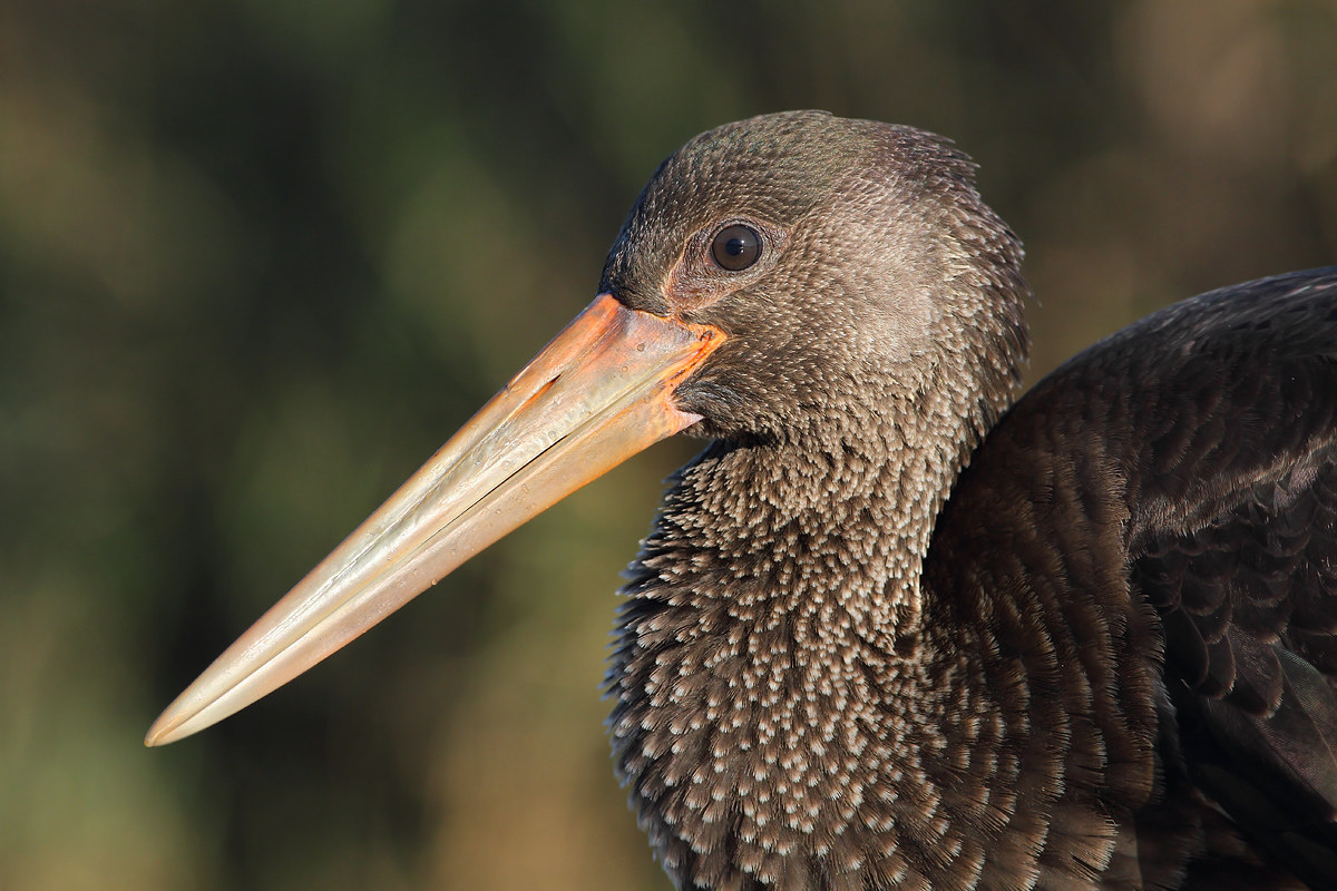 Black stork