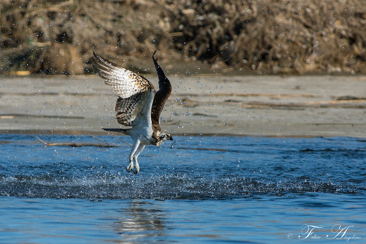 Osprey