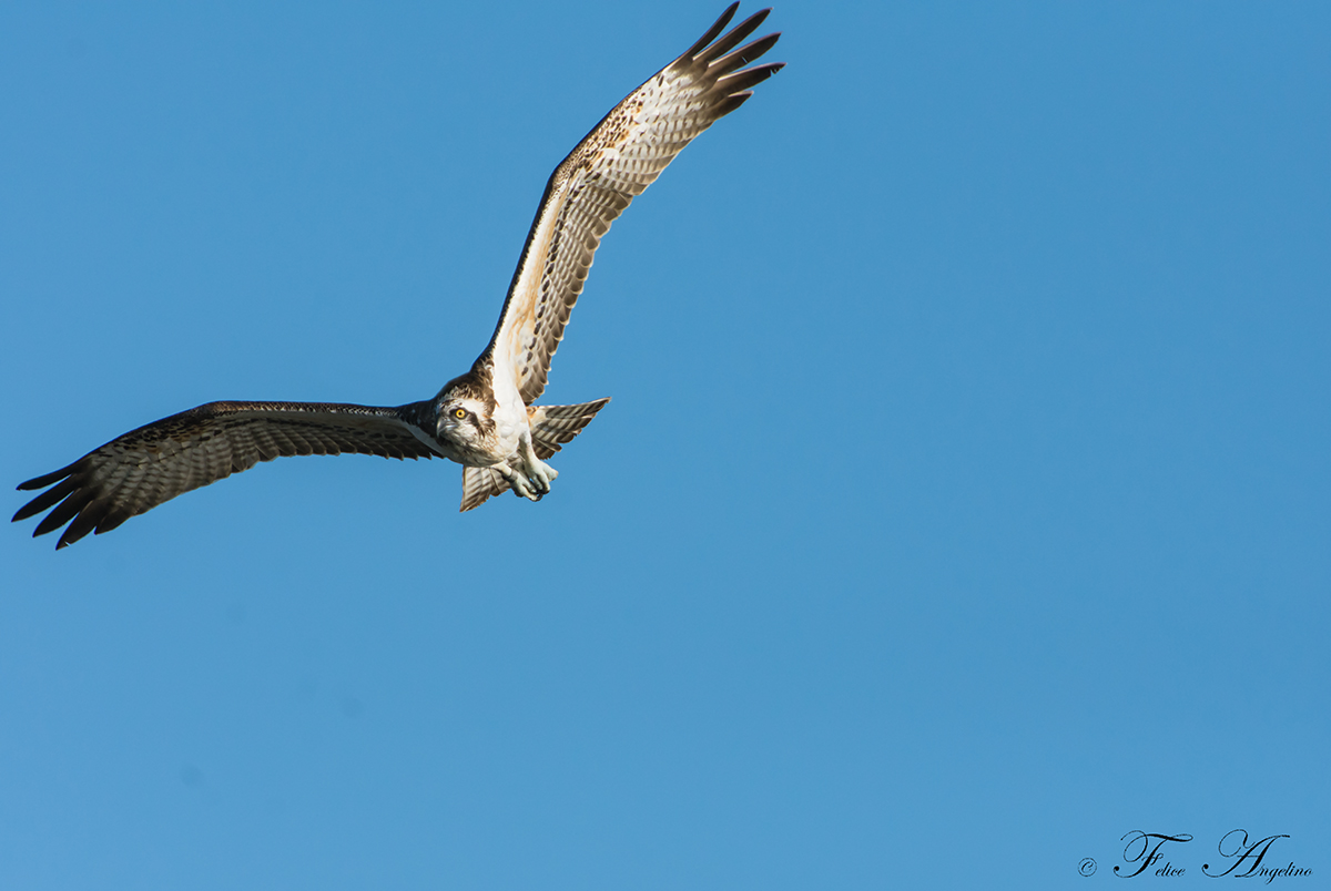Osprey