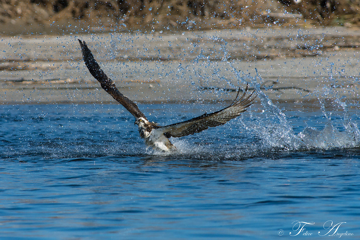 Osprey