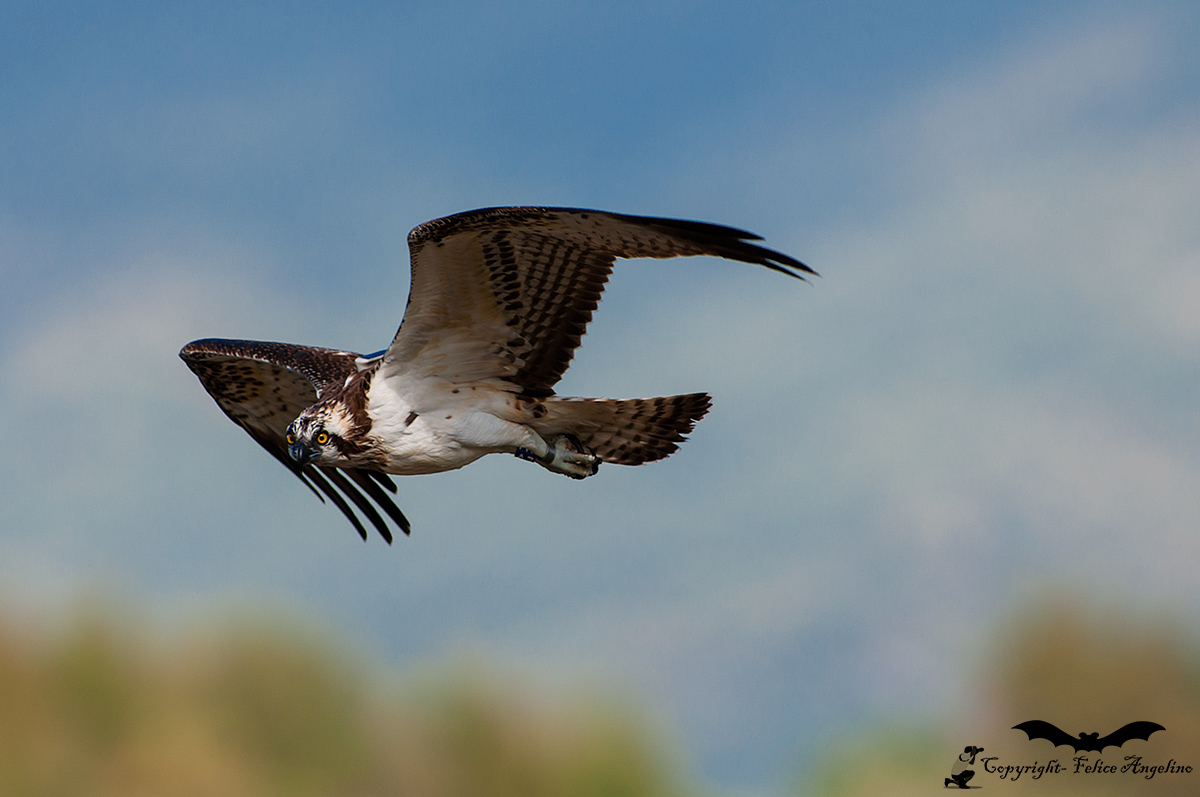 Osprey