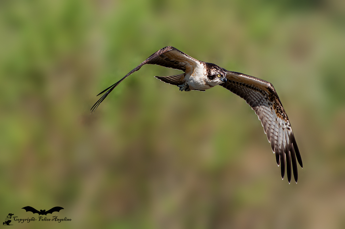 Osprey