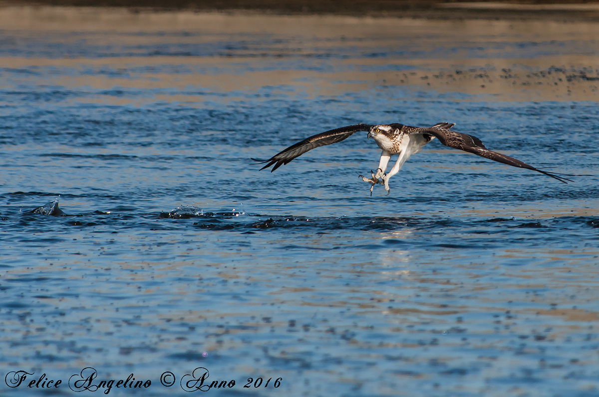 Osprey