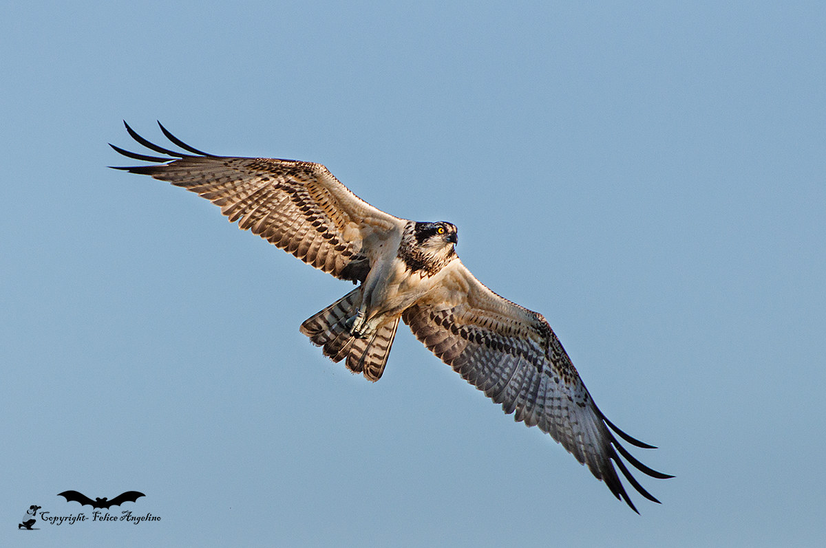 Osprey