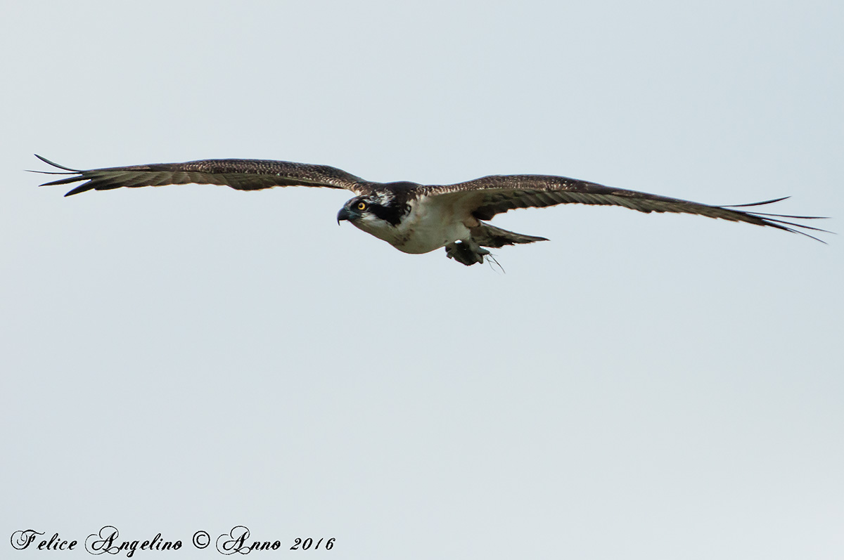 Osprey