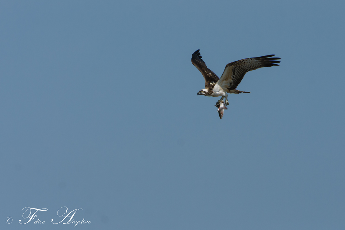 Osprey