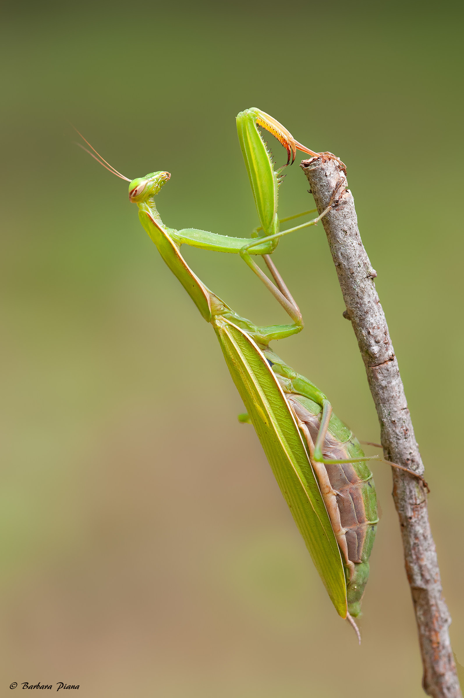 Praying mantis