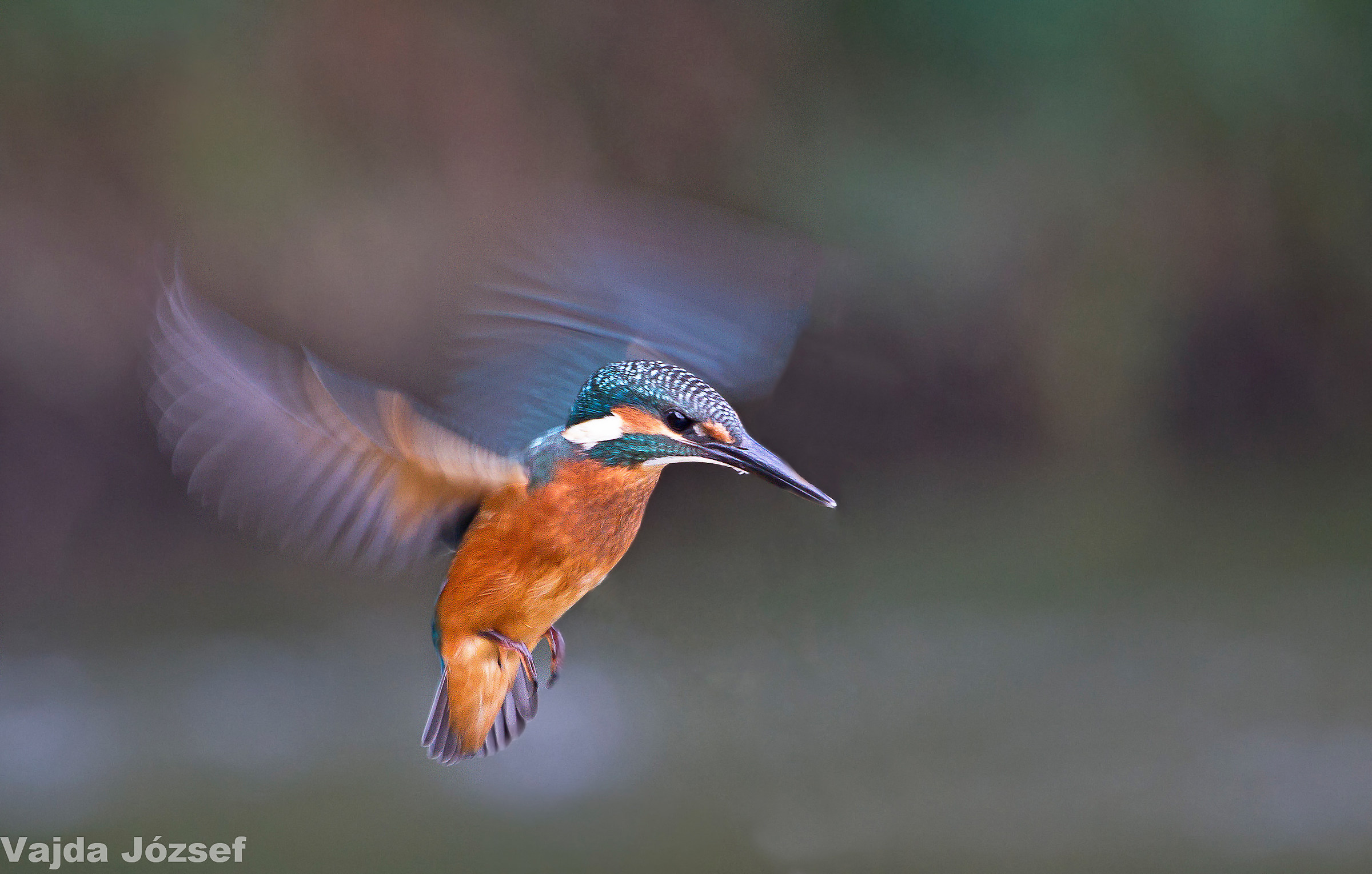 Kingfisher