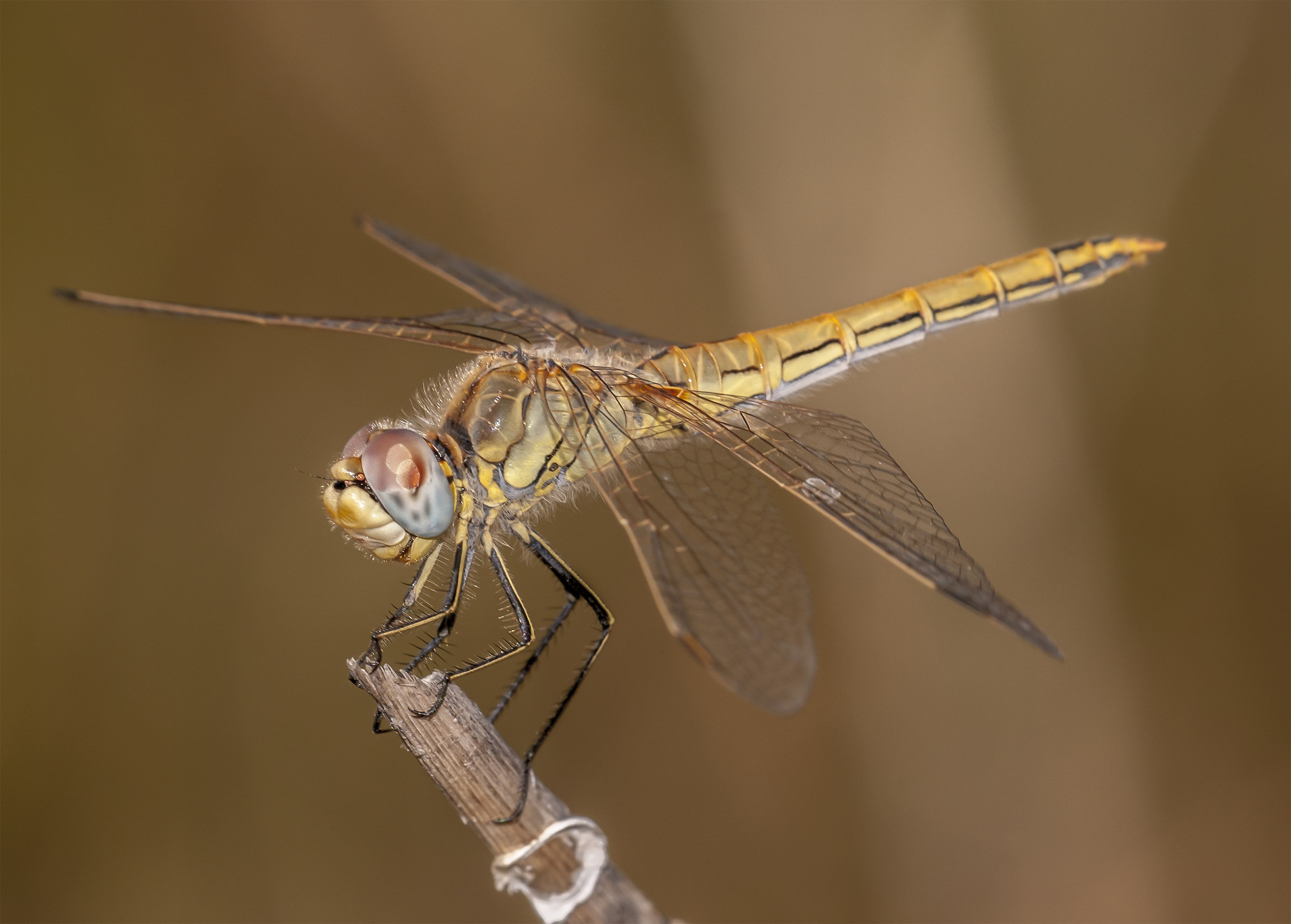 Dragonfly